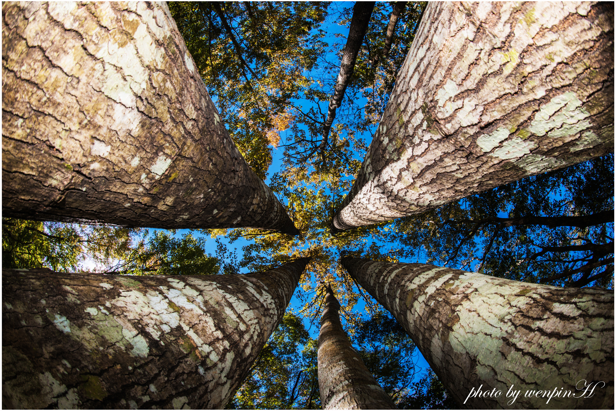 Nikon D810 + Nikon AF Fisheye-Nikkor 16mm F2.8D sample photo. Trees photography