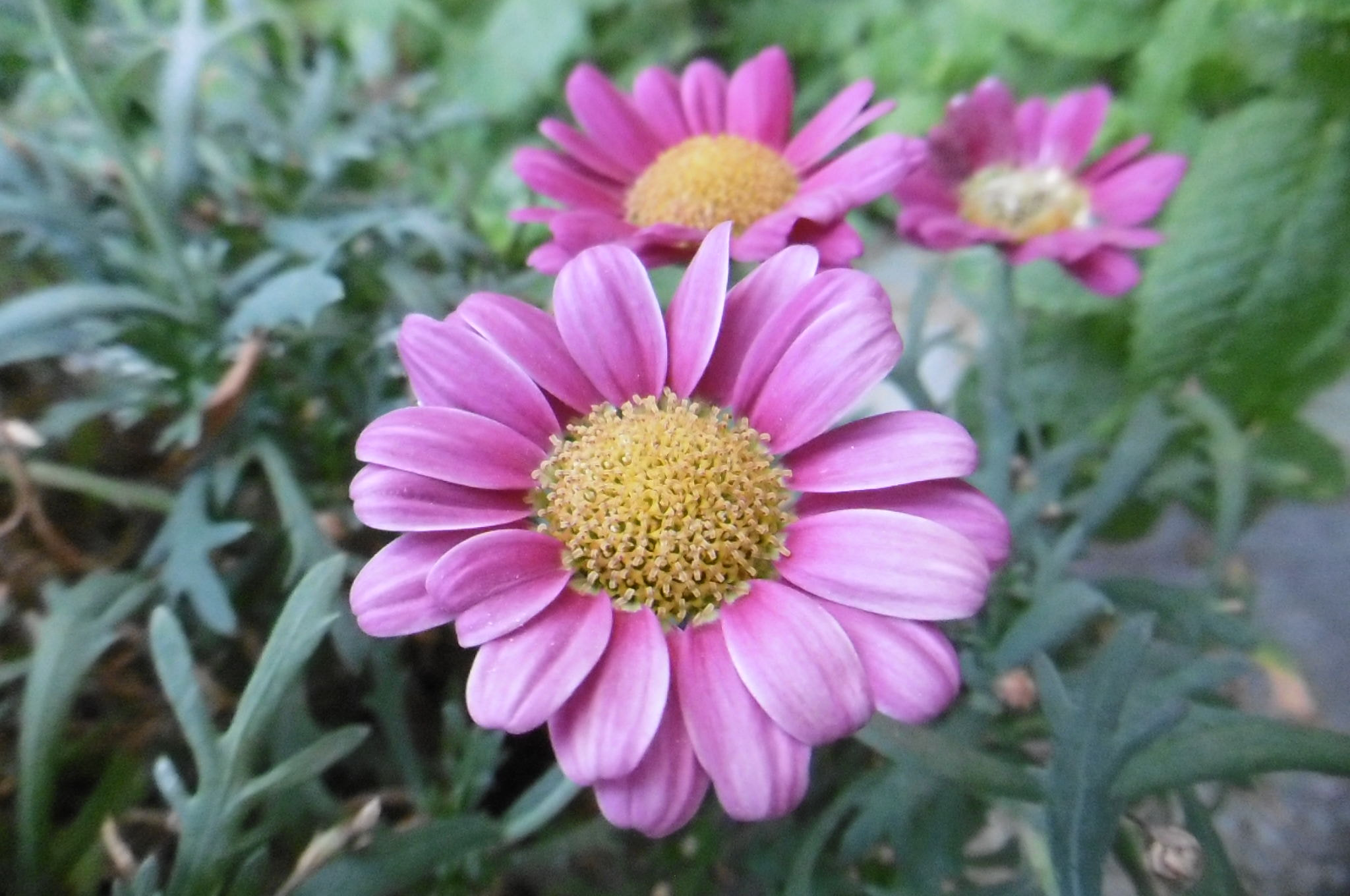 Panasonic DMC-SZ10 sample photo. Pink flower photography