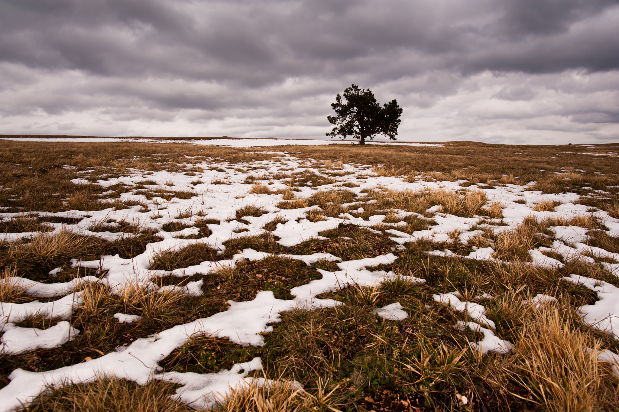 Nikon D700 + Nikon AF-S Nikkor 20mm F1.8G ED sample photo. Single tree photography