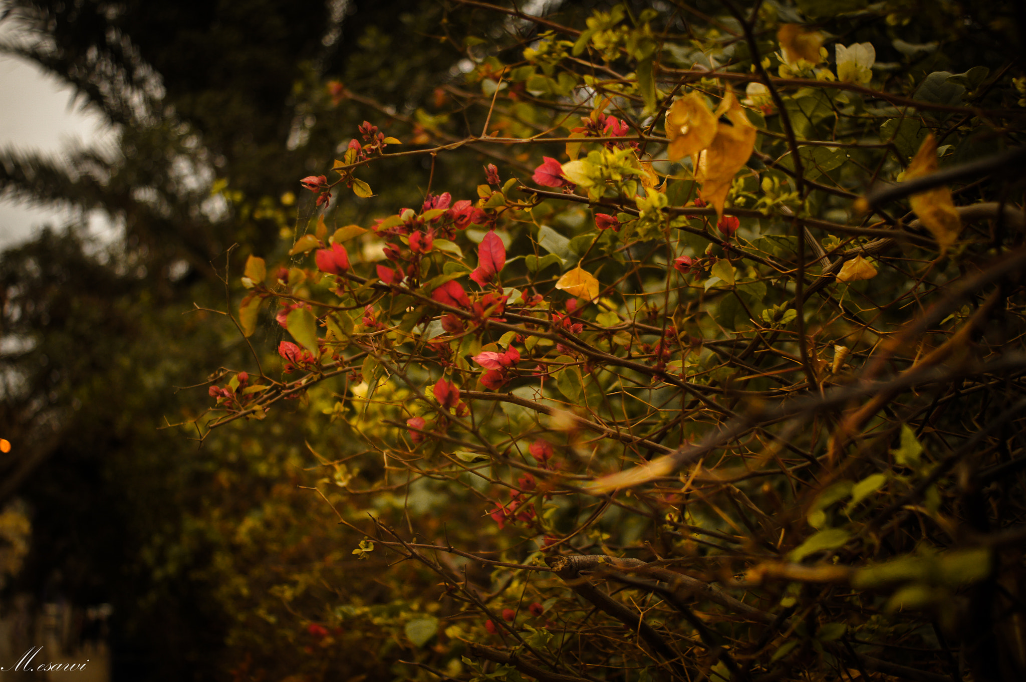 Sony SLT-A35 + Sony 28mm F2.8 sample photo. Good morning photography