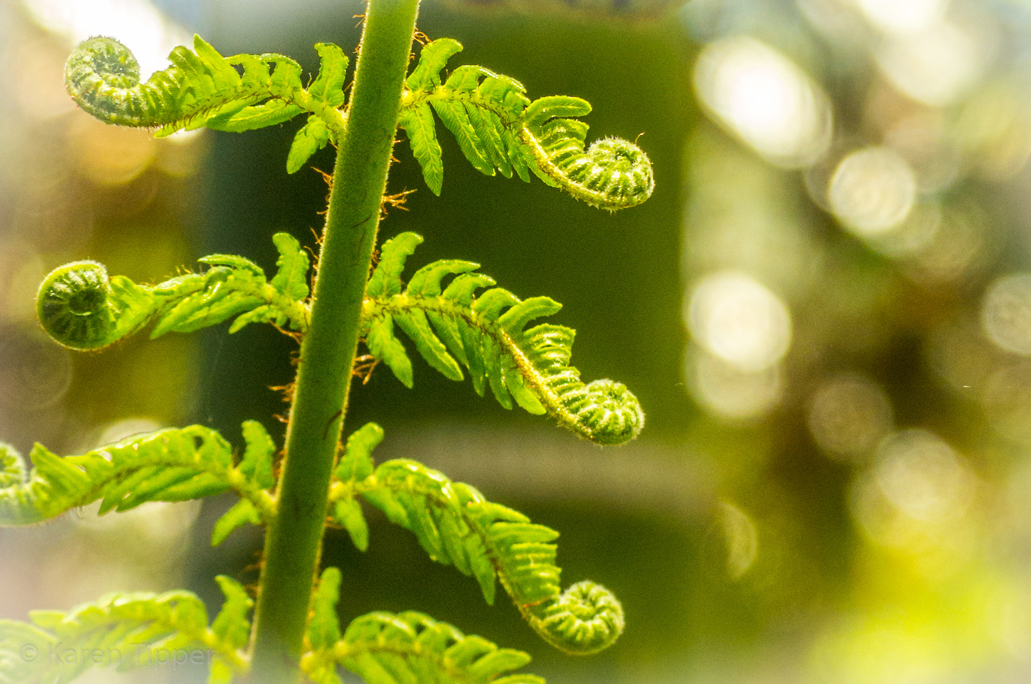 Leica V-Lux 4 sample photo. Life unfolding photography