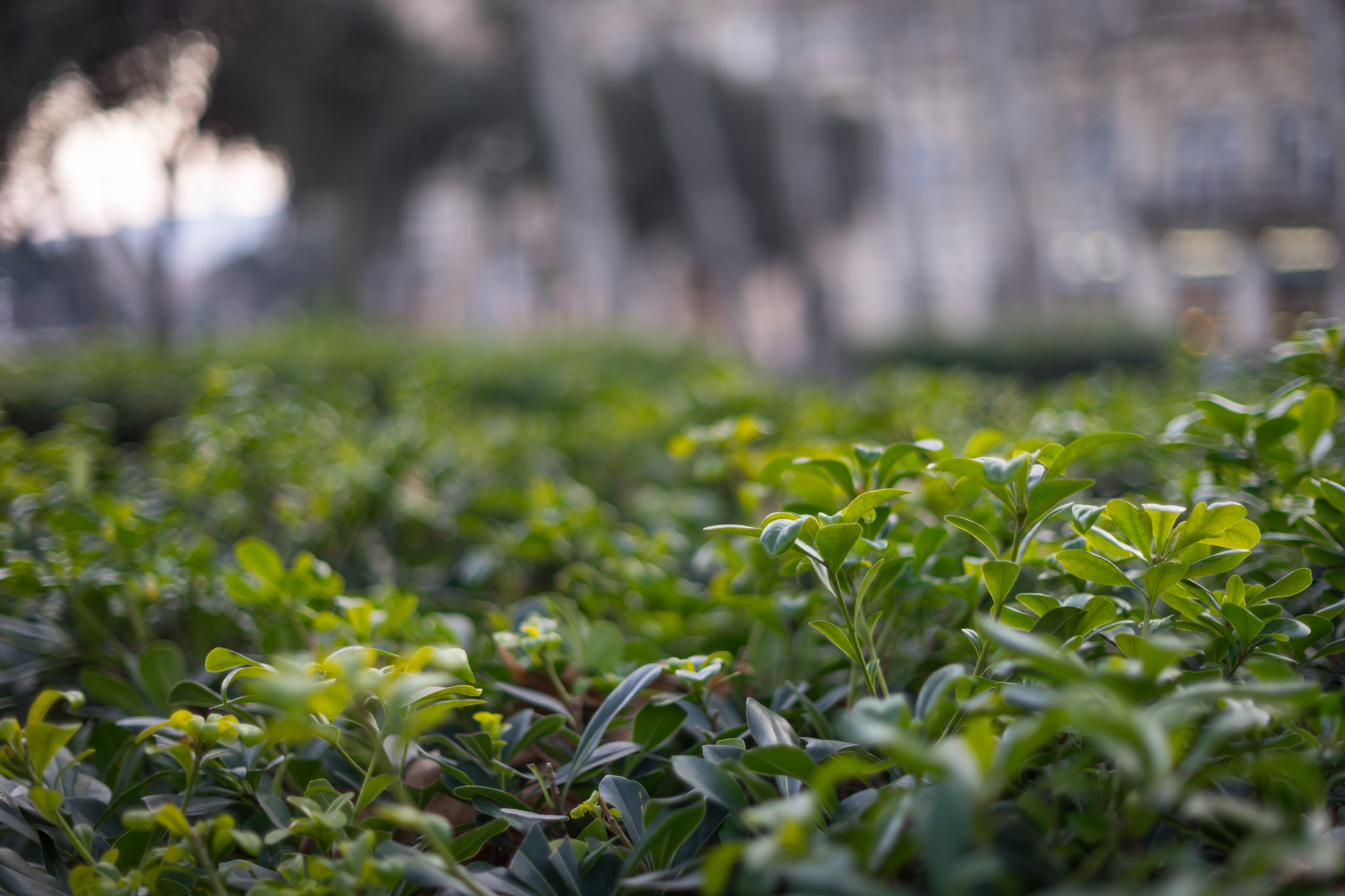 Sony a7 II + Sony 50mm F1.4 sample photo. Another perspective photography