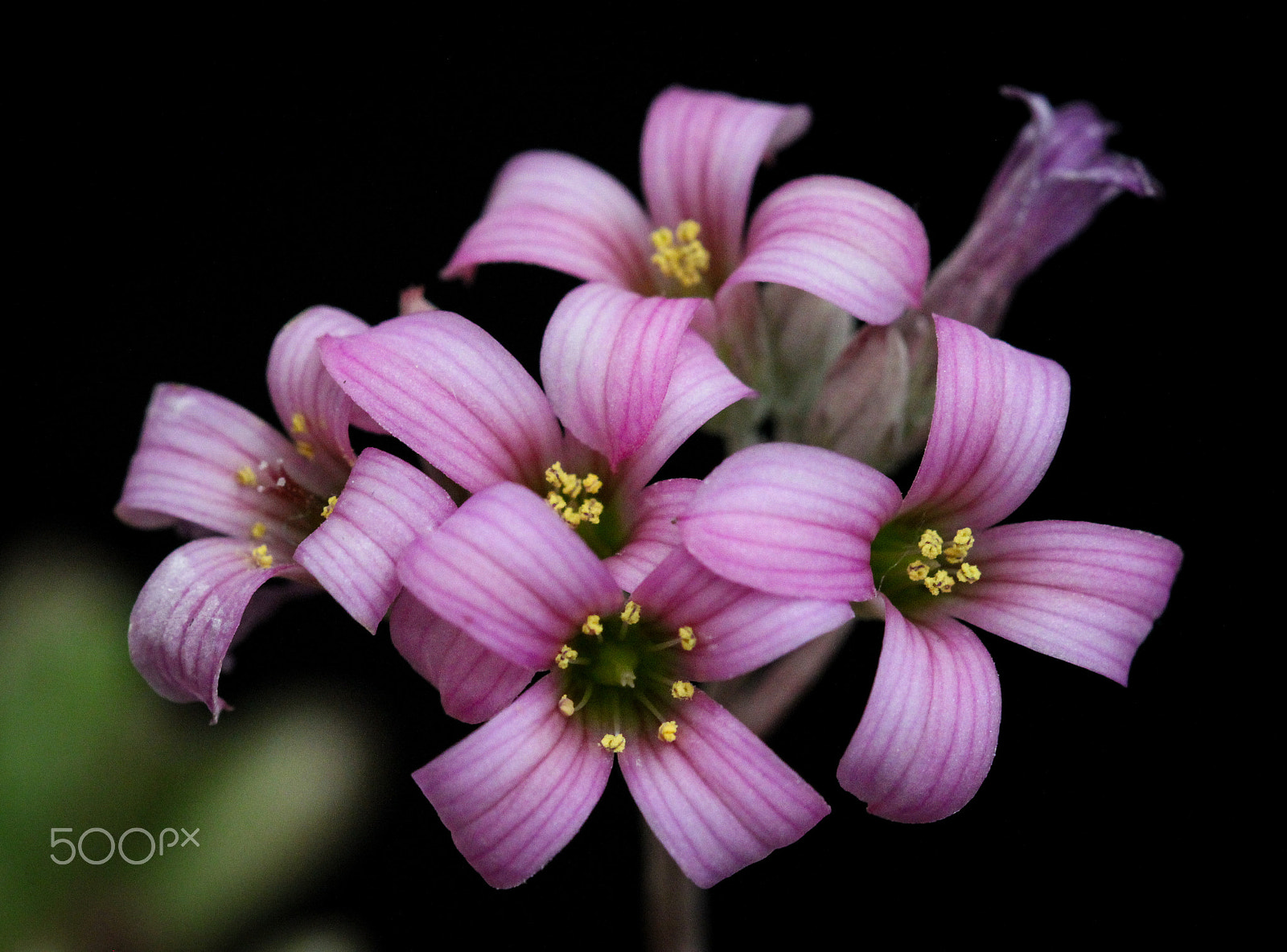 Sigma 105mm F2.8 EX DG OS HSM sample photo. Exuberance photography