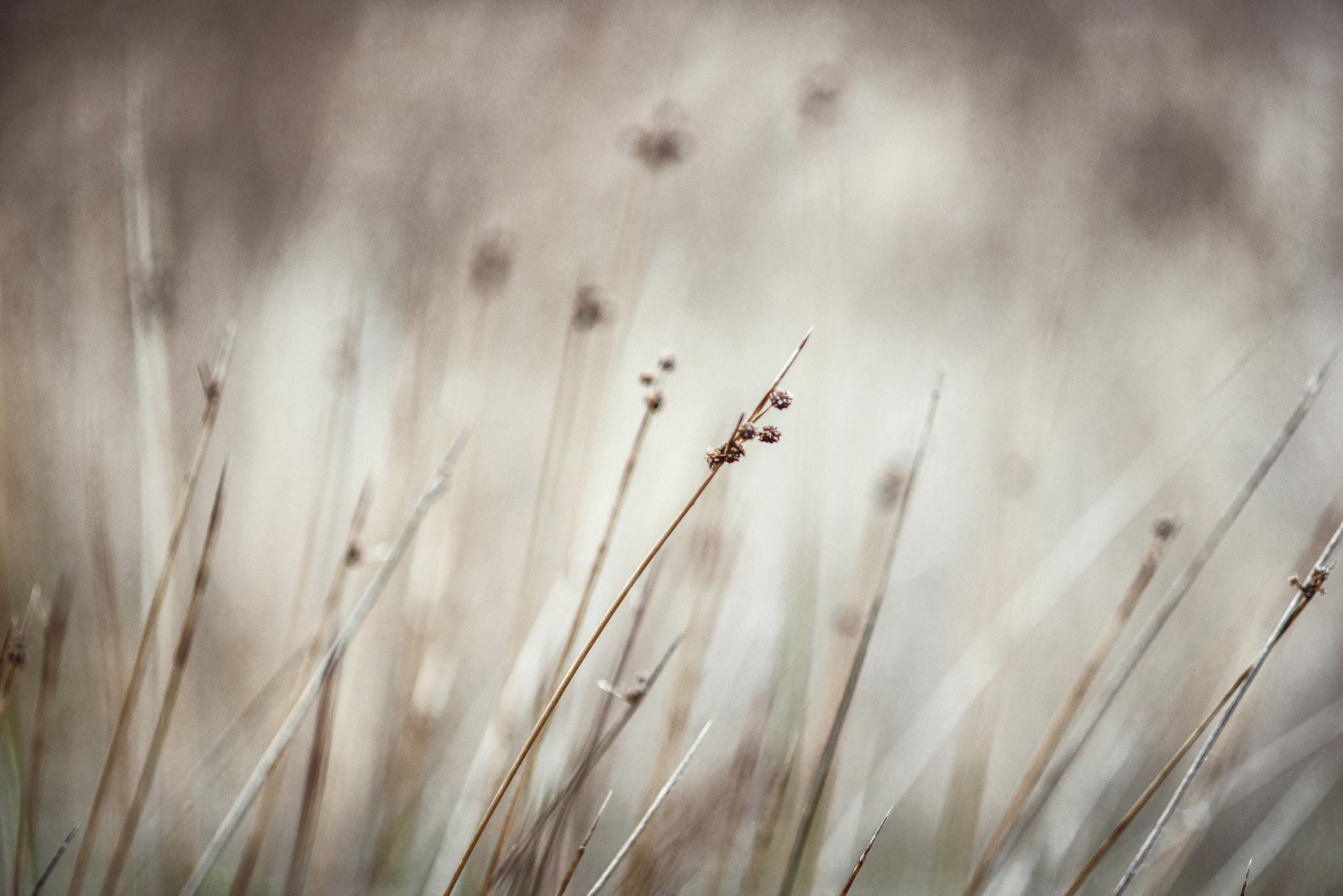 AF DC-Nikkor 135mm f/2 sample photo. Nature speaking photography