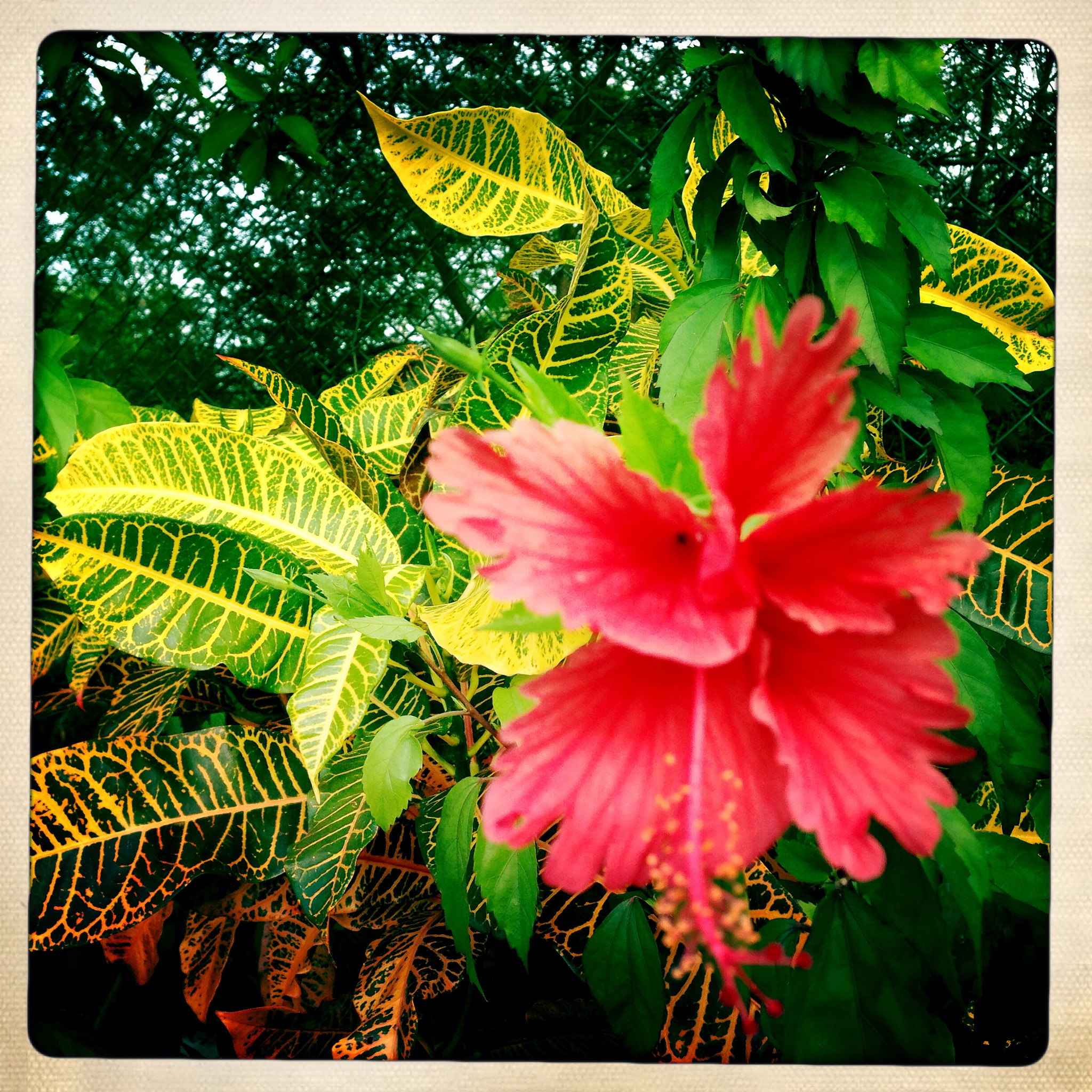 Hipstamatic 276 sample photo. Img_5363.jpg photography