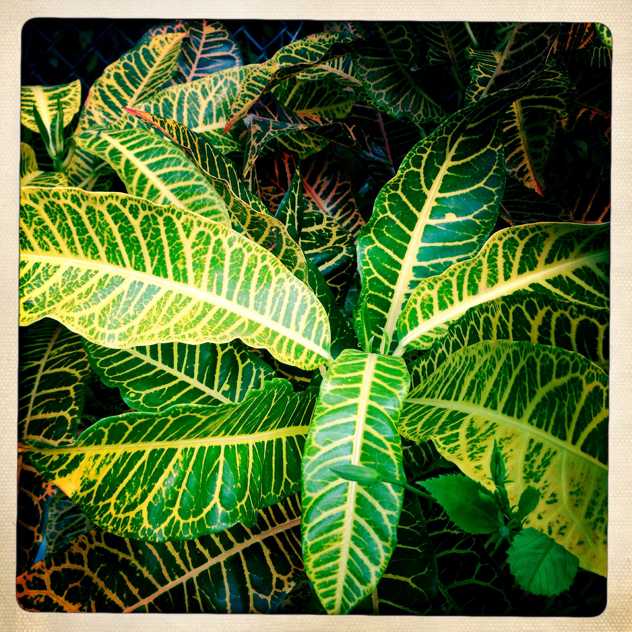 Hipstamatic 276 sample photo. Img_5364.jpg photography