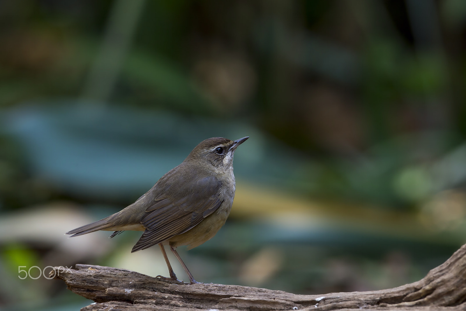 Nikon D4 sample photo. Siberian rubythroat (f) photography