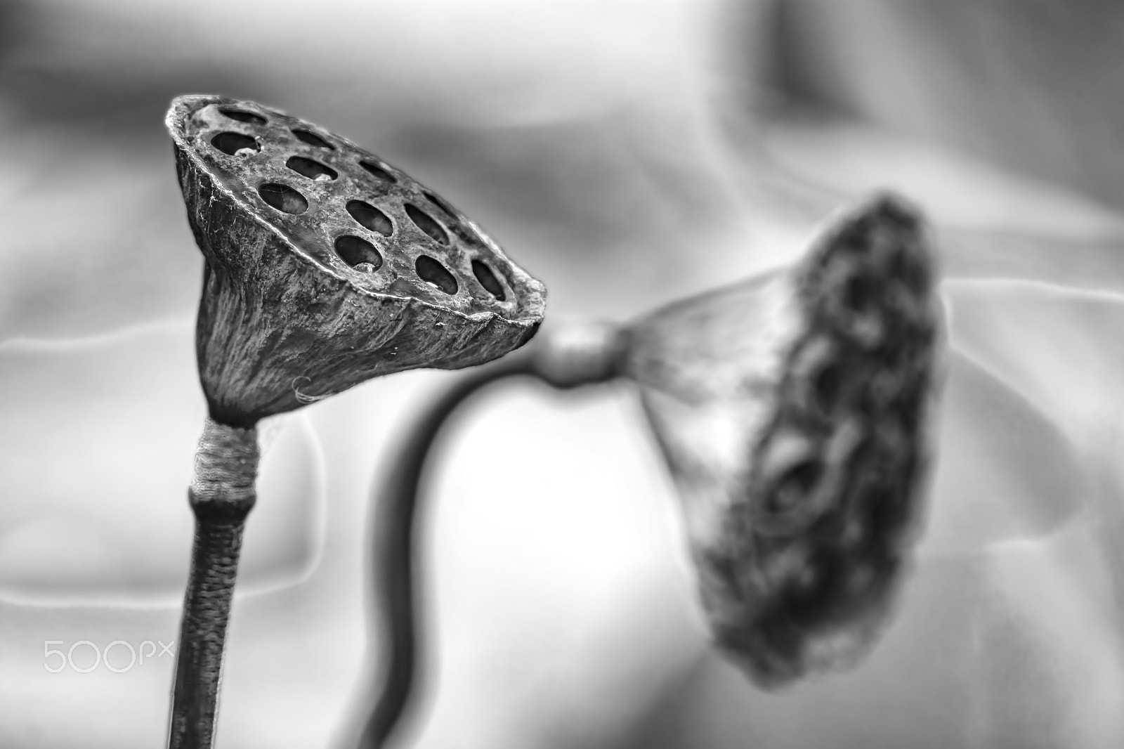 AF Nikkor 300mm f/4 IF-ED sample photo. Lotus seedpod photography