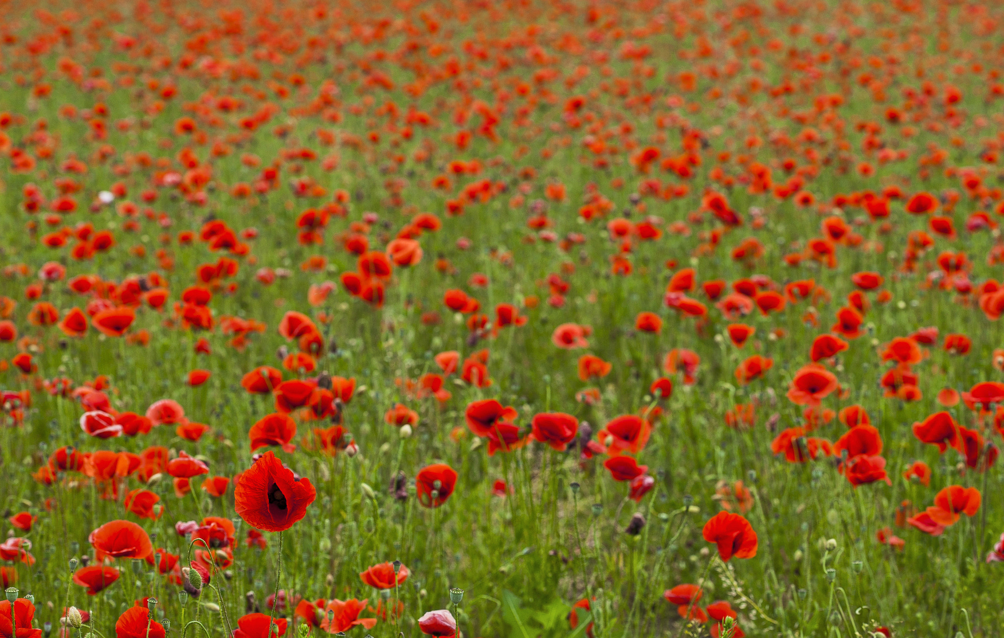 Canon EOS-1Ds sample photo. Mohnfeld /  poppyfield photography