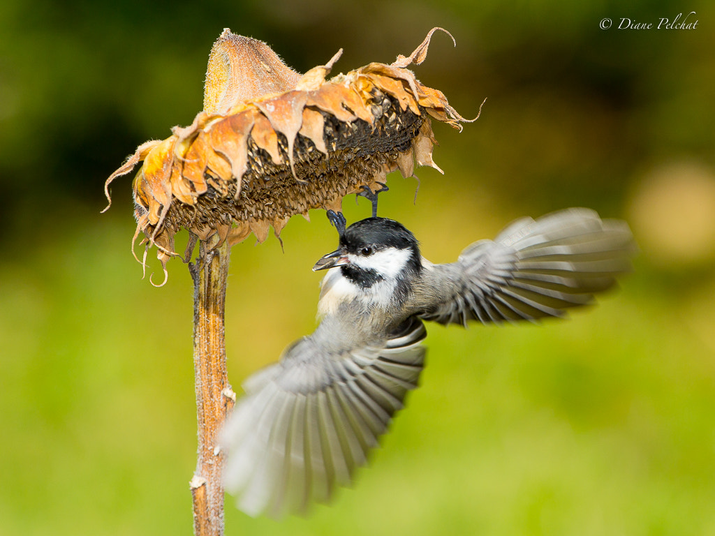 Canon EOS 60D + Canon EF 300mm F2.8L IS II USM sample photo. Black-capped chickadee photography