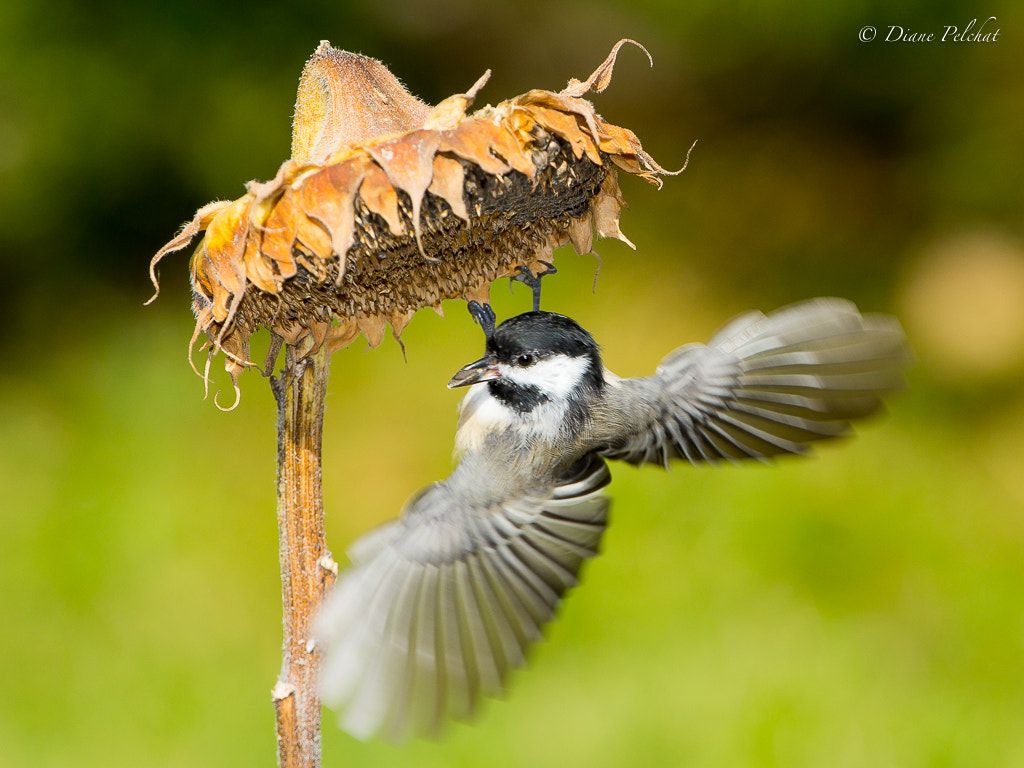Canon EF 300mm F2.8L IS II USM sample photo. Black-capped chickadee photography