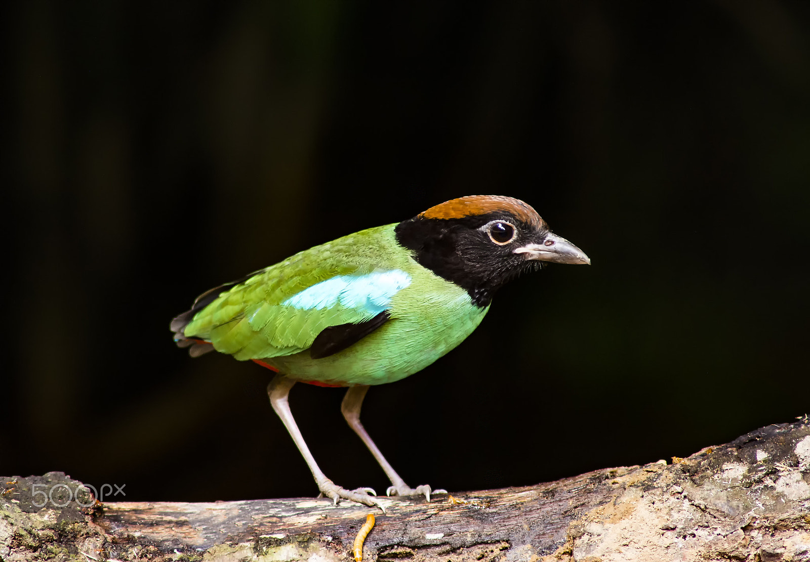 AF Nikkor 300mm f/4 IF-ED sample photo. Hooded pitta photography