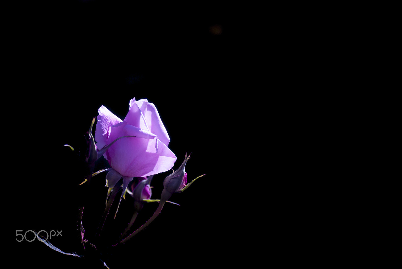 Pentax K10D + Tamron SP AF 90mm F2.8 Di Macro sample photo. Today's model photography