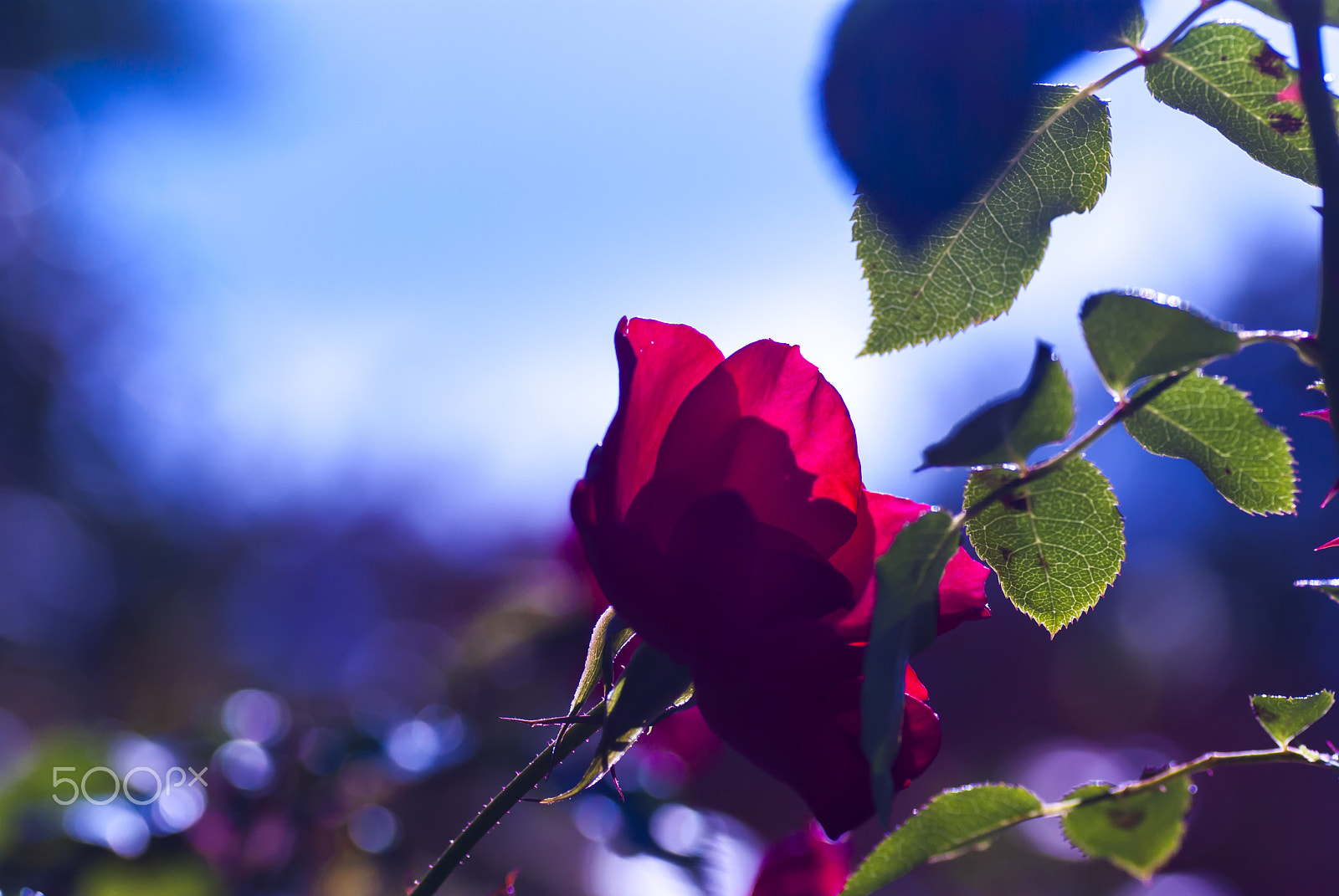 Pentax K10D + Tamron SP AF 90mm F2.8 Di Macro sample photo. Today's model photography