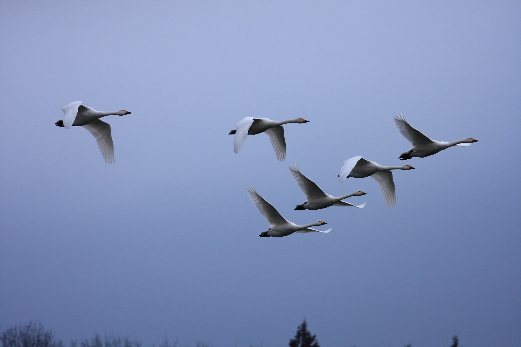 Canon EF 70-300mm F4-5.6L IS USM sample photo