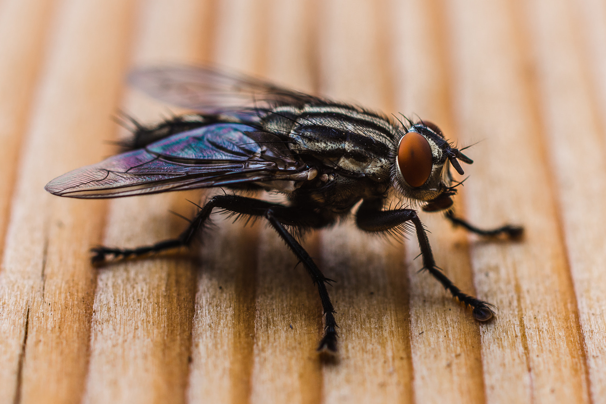 Nikon D800 + Sigma 50mm F2.8 EX DG Macro sample photo. Mücke photography