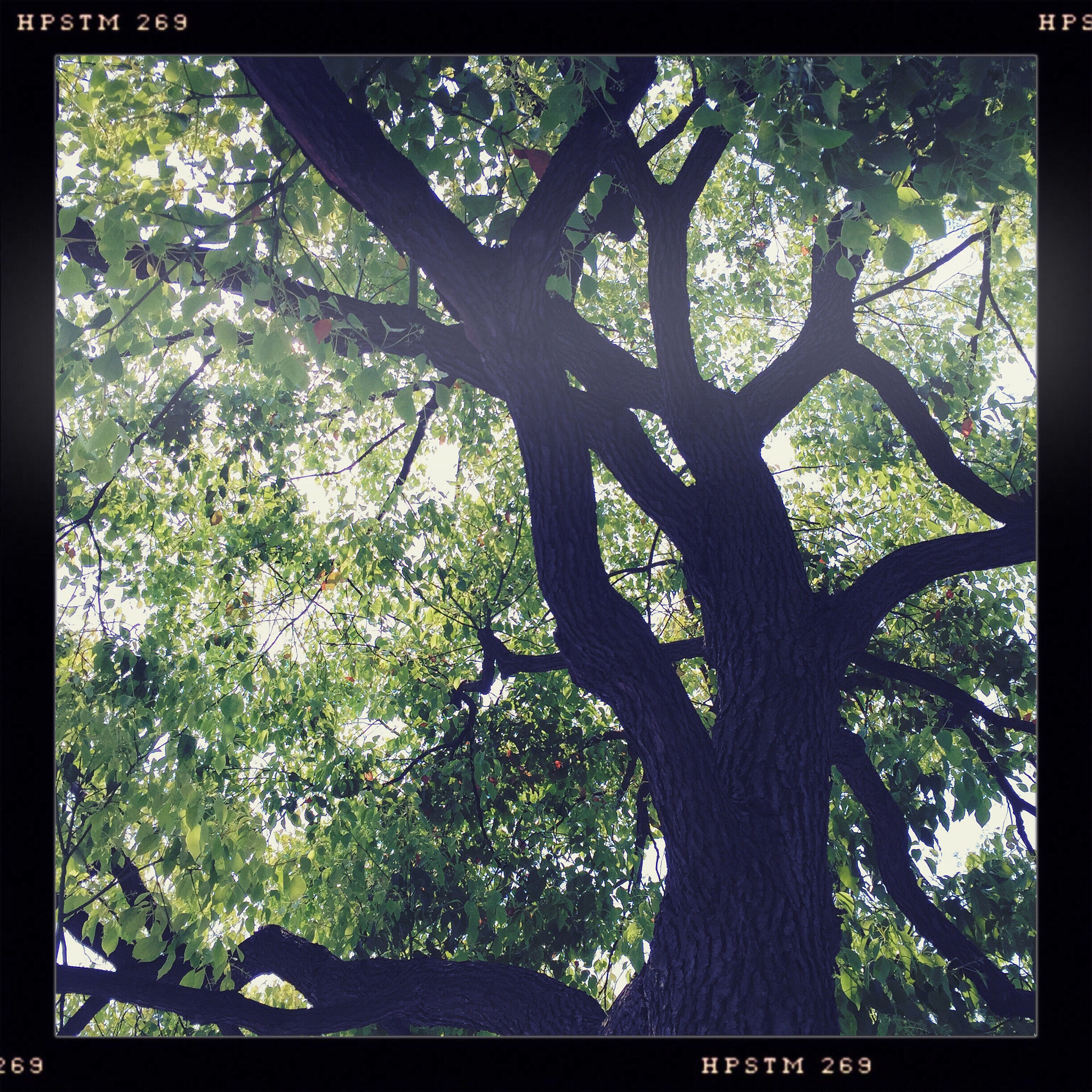 Hipstamatic 280 sample photo. Tree photography