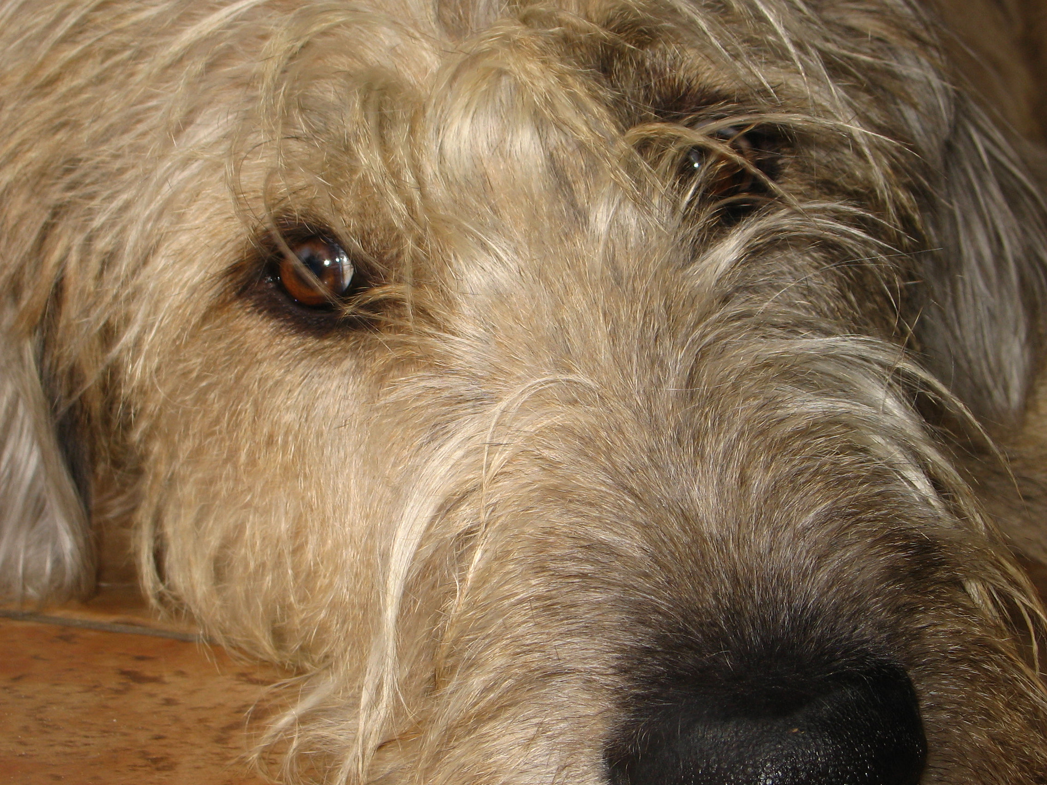 Canon POWERSHOT A520 sample photo. Irish wolfhound photography