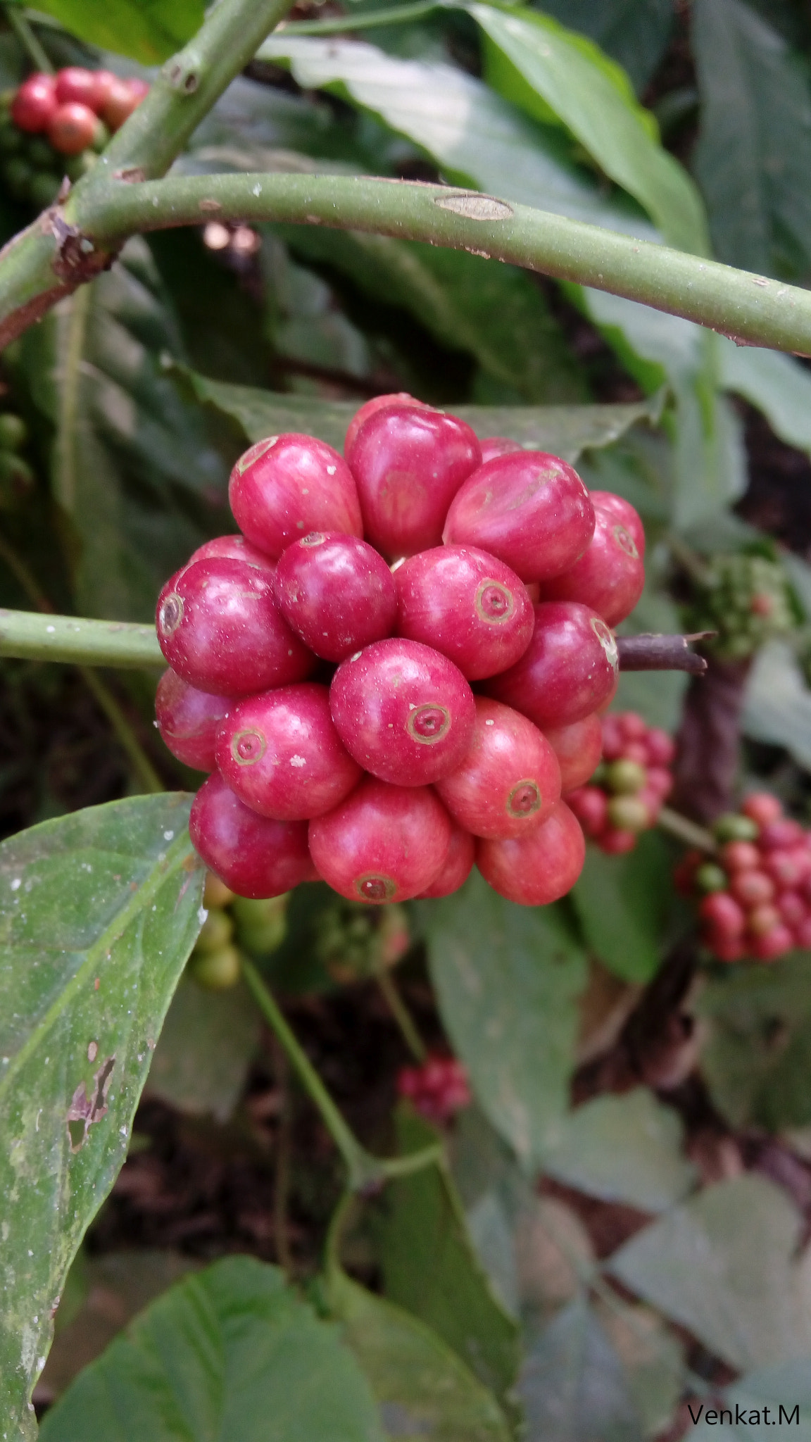 HTC DESIRE 820S DUAL SIM sample photo. Coffee fruit cluster photography