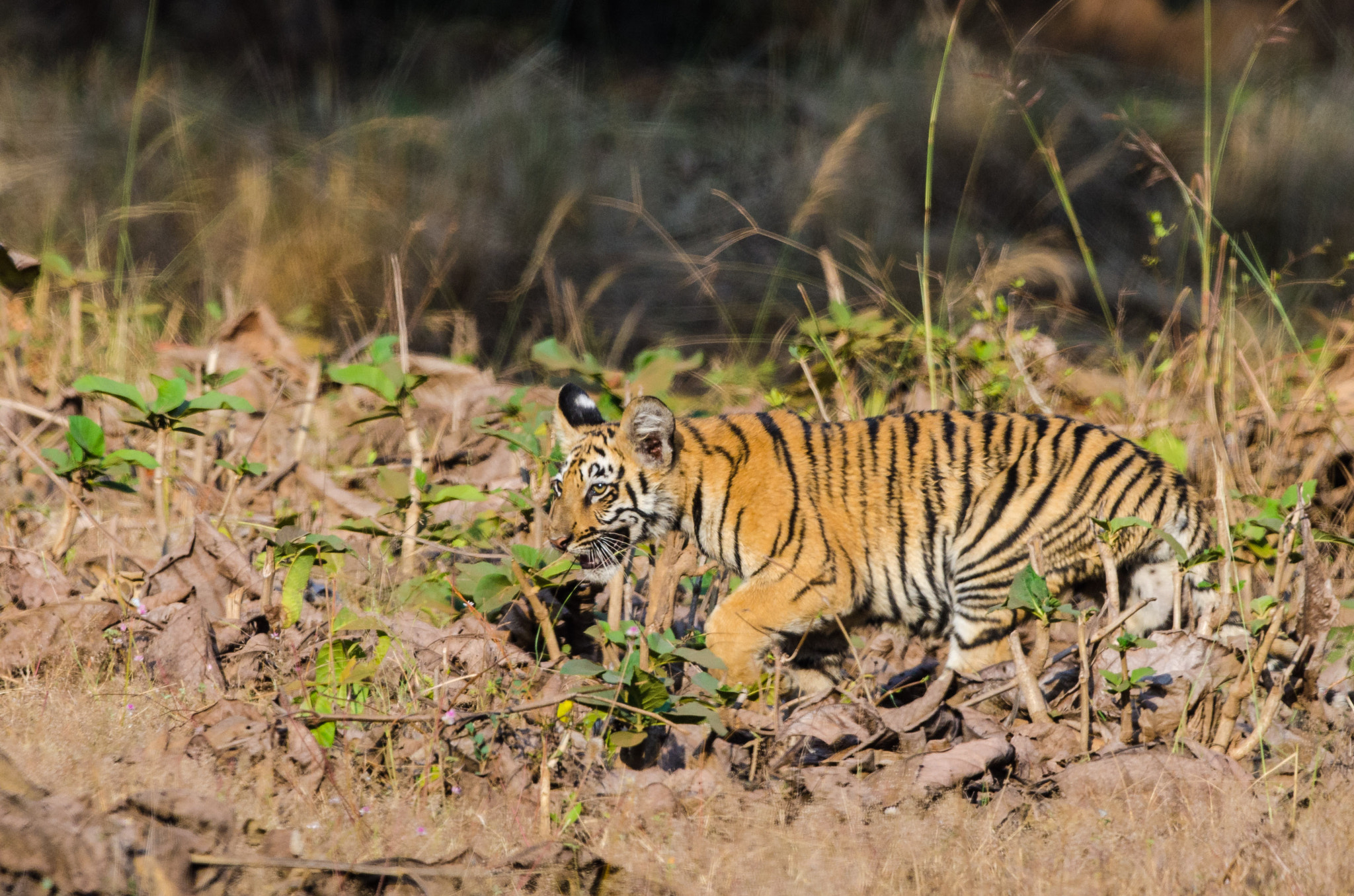 Nikon D7000 + Nikon AF-S Nikkor 500mm F4G ED VR sample photo. Tiger cub photography