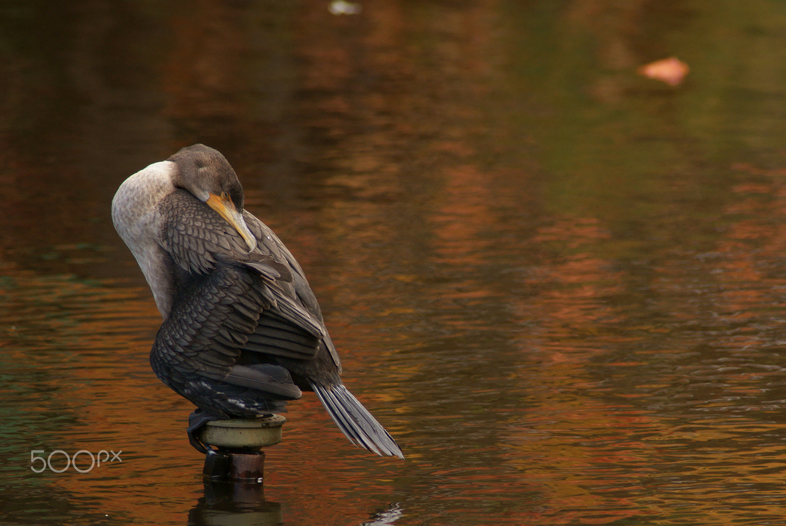 Sony Alpha DSLR-A230 + Tamron 200-400mm F5.6 LD sample photo. Cormorant photography