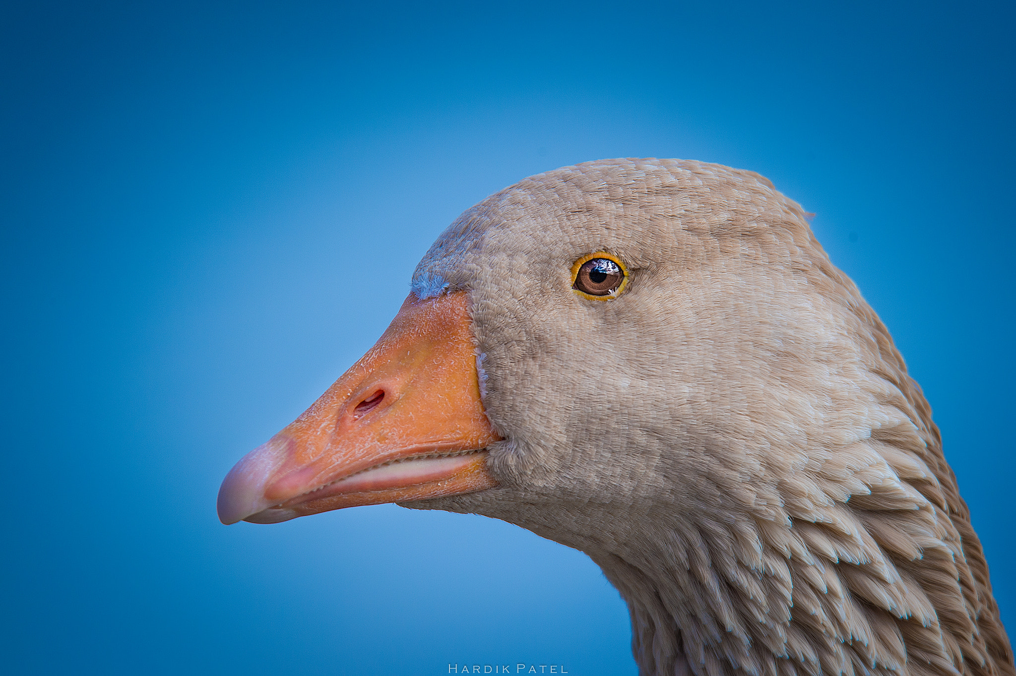 Nikon D4S sample photo. Close up photography