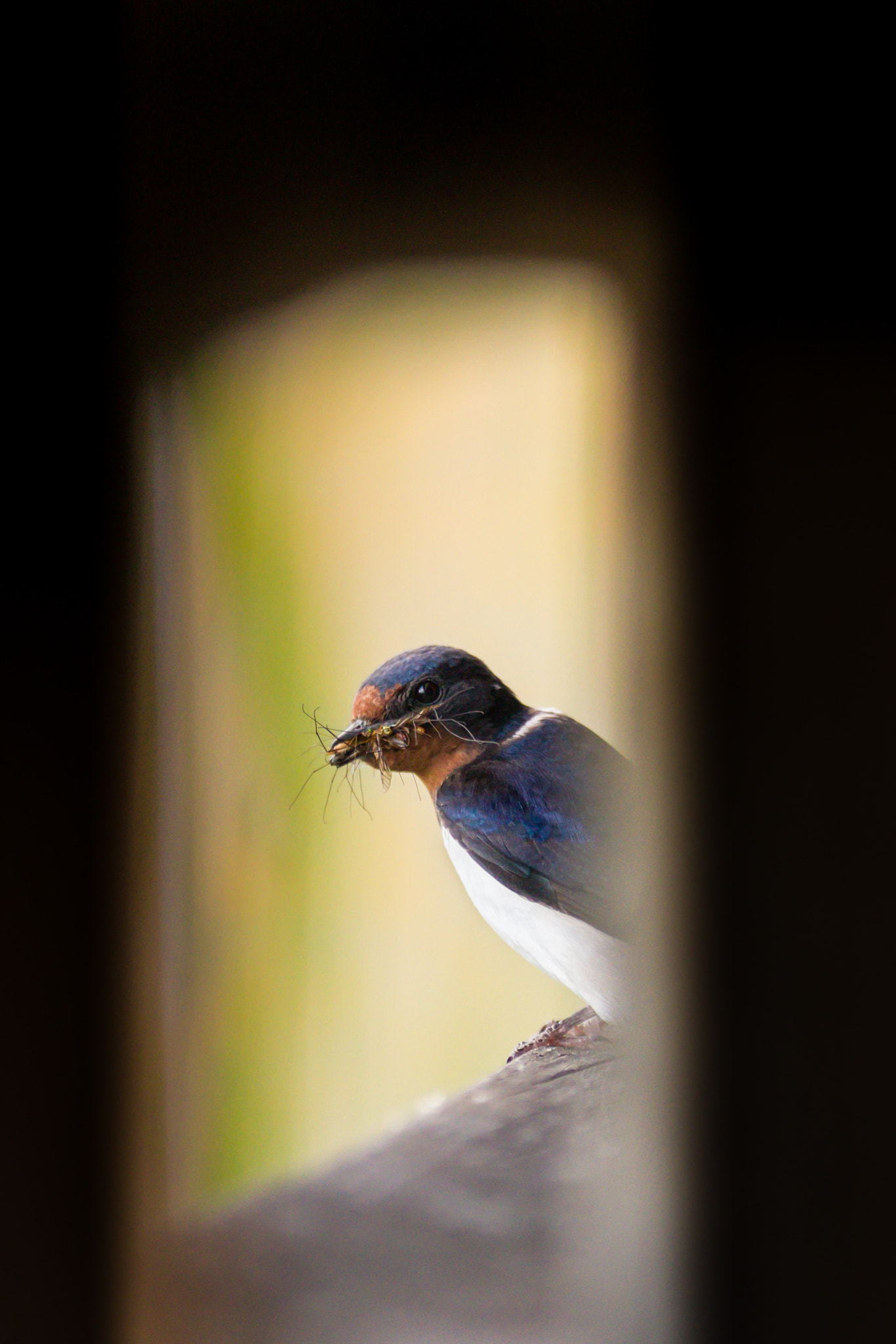 Canon EOS 7D + Canon EF 300mm f/2.8L sample photo. Daddy delivers dinner photography