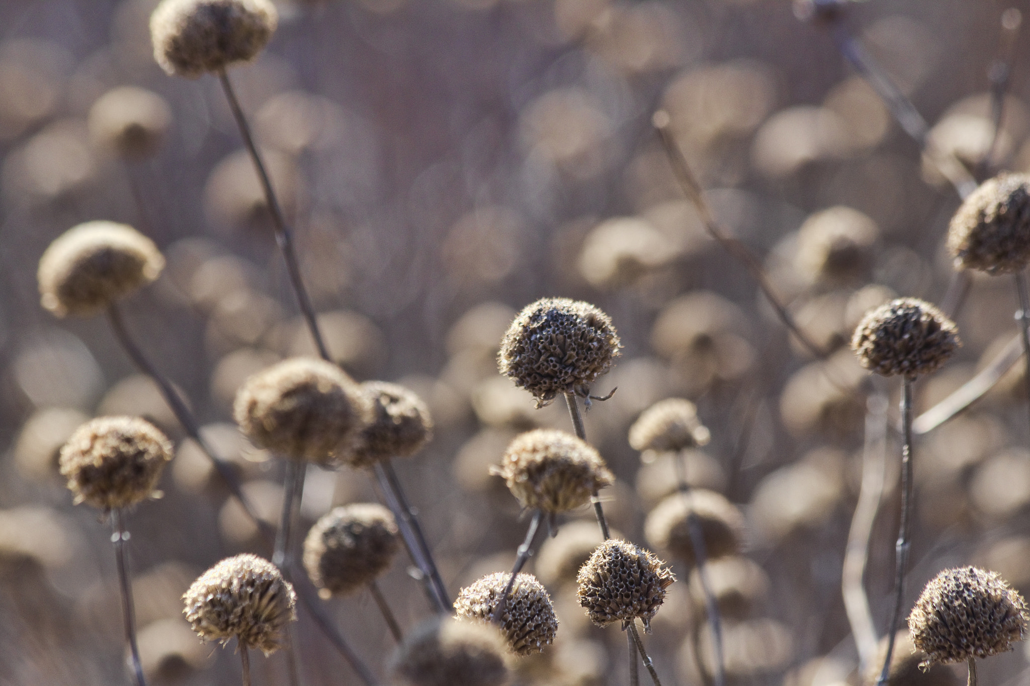 Canon EF 70-300mm F4-5.6 IS USM sample photo. Weed closeup photography