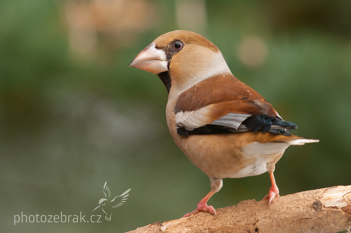 Nikon D300S + Sigma 500mm F4.5 EX DG HSM sample photo. Hawfinch (coccothraustes coccothraustes) photography