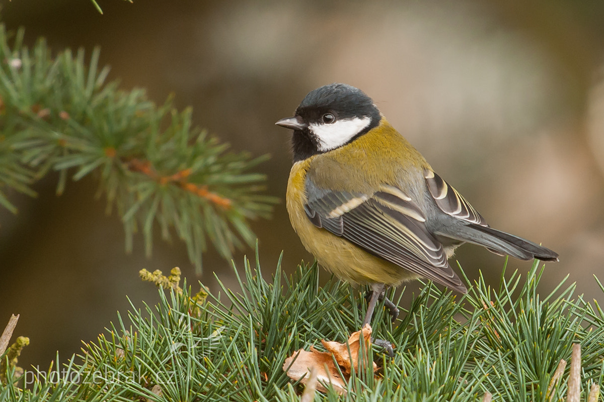 Nikon D300S + Sigma 500mm F4.5 EX DG HSM sample photo. Great tit (parus major) photography