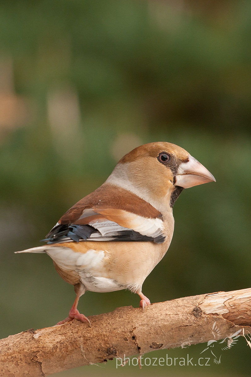Nikon D300S + Sigma 500mm F4.5 EX DG HSM sample photo. Hawfinch (coccothraustes coccothraustes) photography