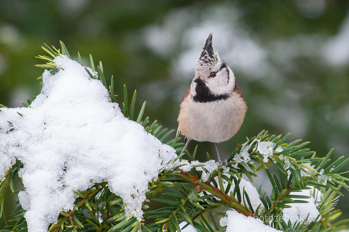 Nikon D300S + Sigma 500mm F4.5 EX DG HSM sample photo. European crested tit (lophophanes cristatus) photography