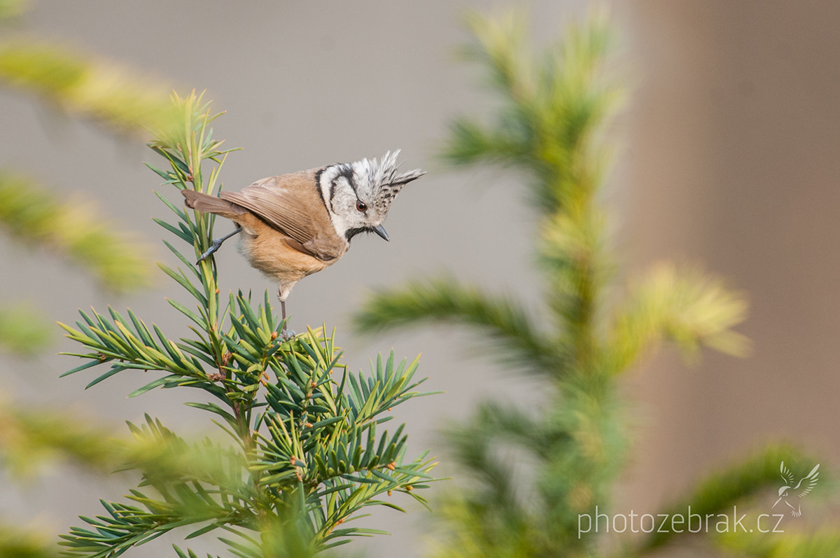 Nikon D300S + Sigma 500mm F4.5 EX DG HSM sample photo. European crested tit (lophophanes cristatus) photography