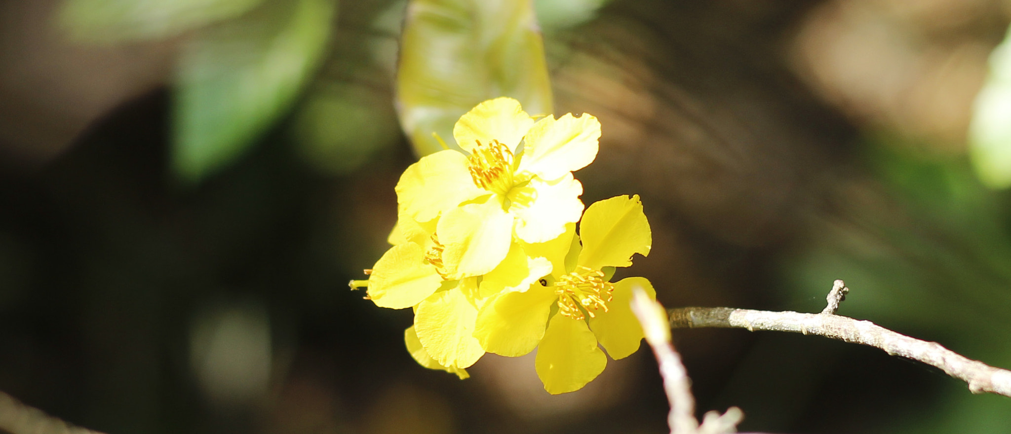 Canon EOS 600D (Rebel EOS T3i / EOS Kiss X5) + Canon EF 50mm F1.8 II sample photo. Apricot blossom photography