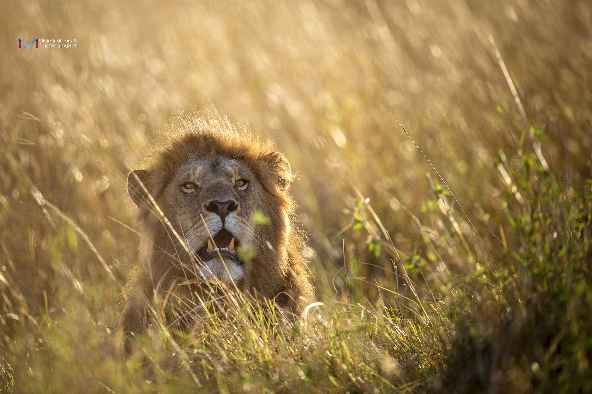 Nikon D4S + Nikon AF-S Nikkor 500mm F4G ED VR sample photo. The lion king photography
