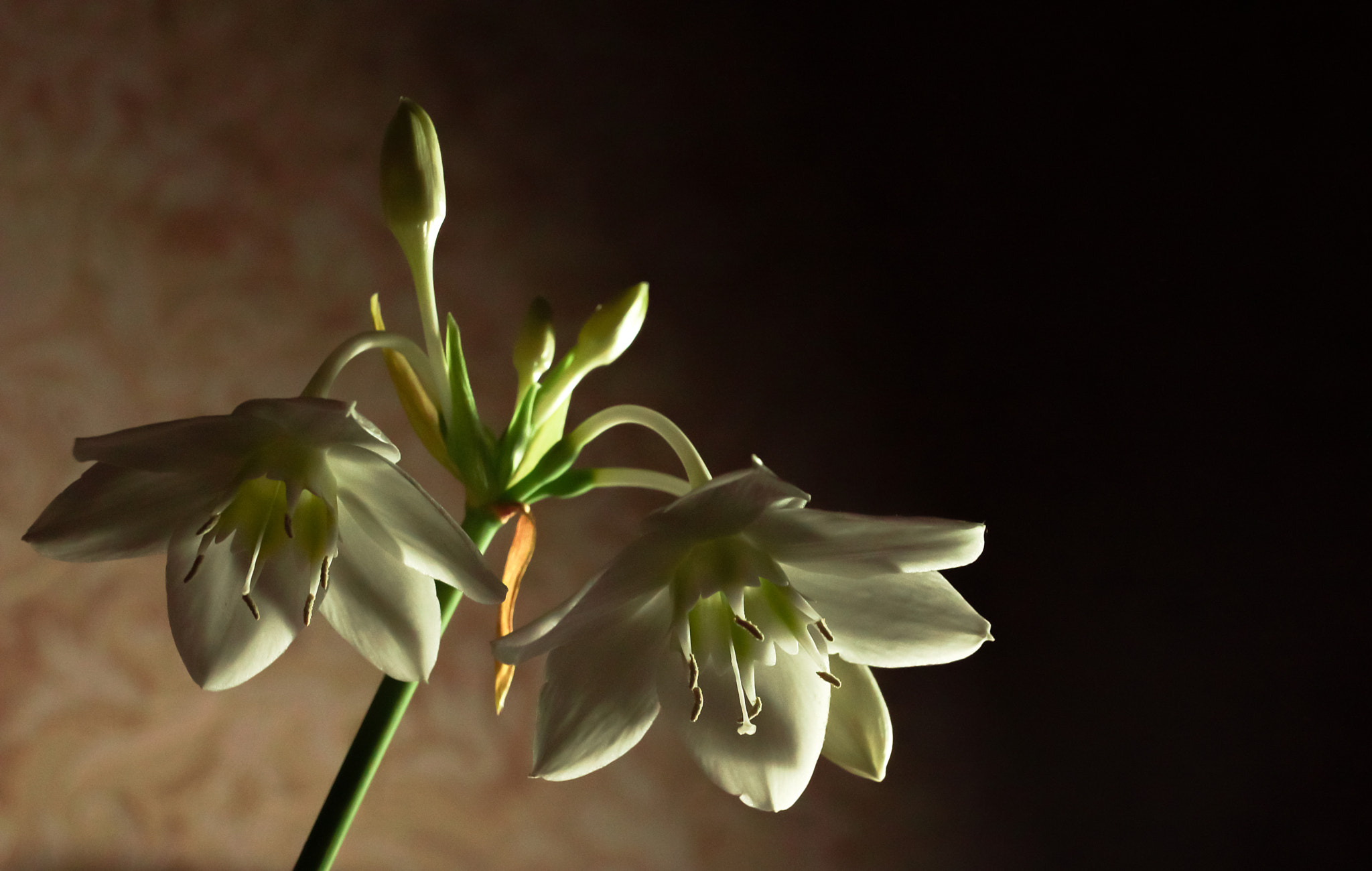 Sony SLT-A65 (SLT-A65V) sample photo. Фикус photography