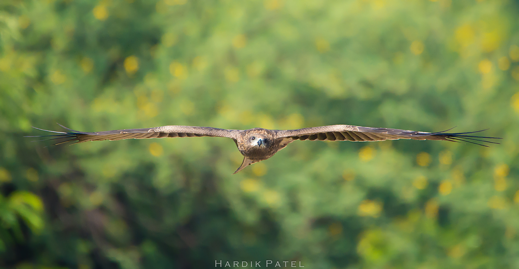 Nikon D4S sample photo. Black kite.. photography