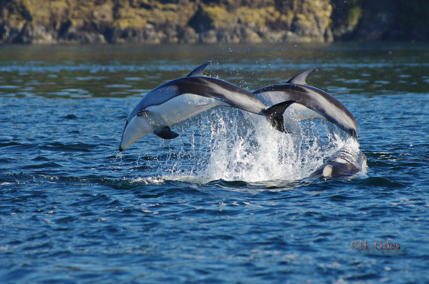 Pentax smc DA* 60-250mm F4.0 ED (IF) SDM sample photo. 1, 2, 3 ... jump photography