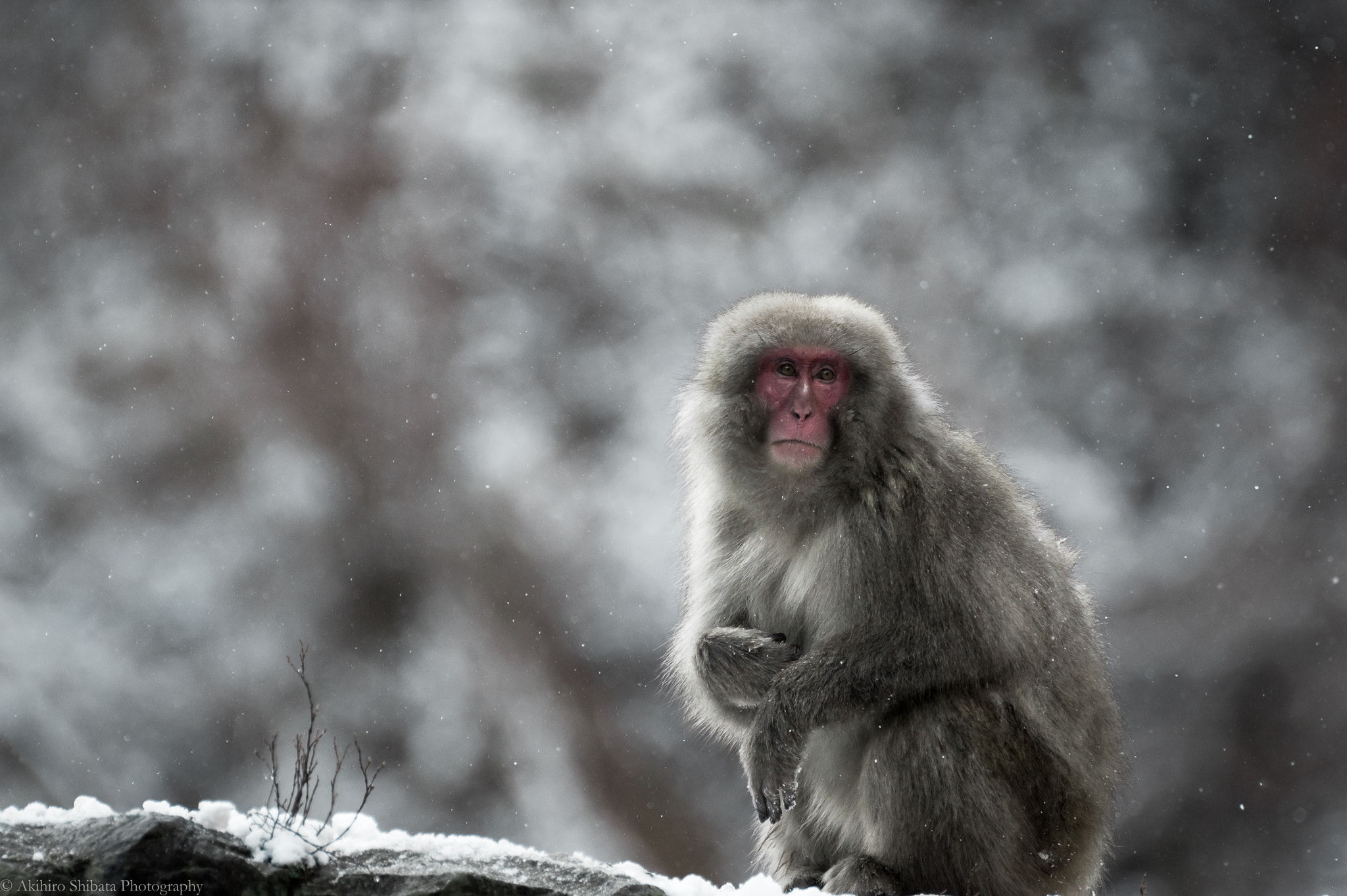 Pentax K-3 sample photo. Hope photography