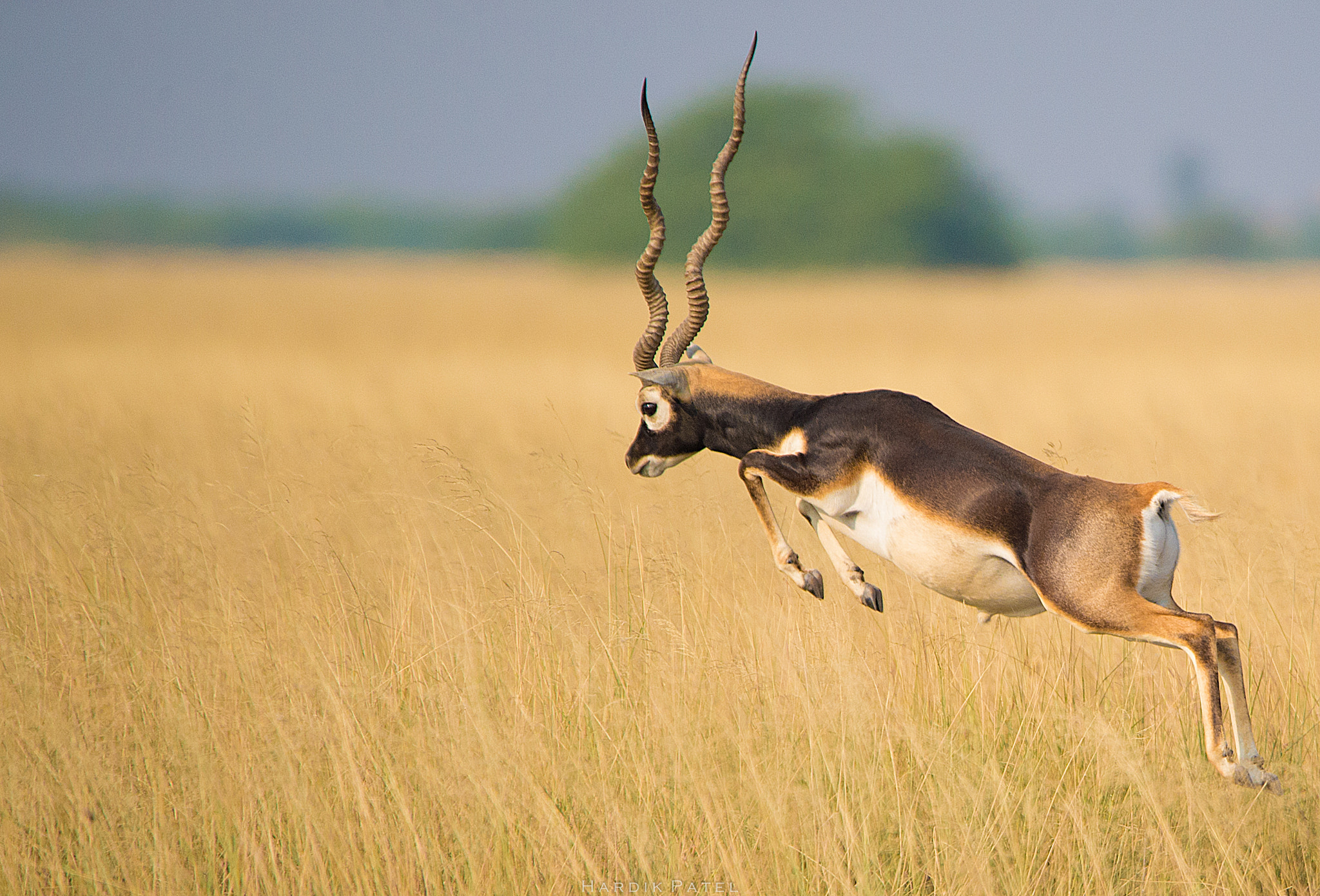 Nikon D4S sample photo. Blackbuck.. photography
