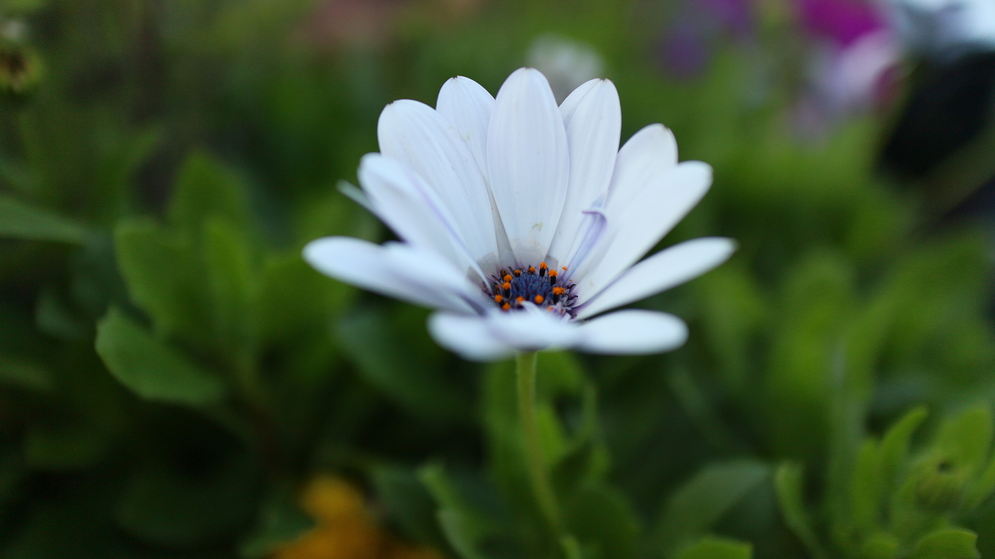 Canon EOS M10 + Canon EF-M 22mm F2 STM sample photo. The white flower photography