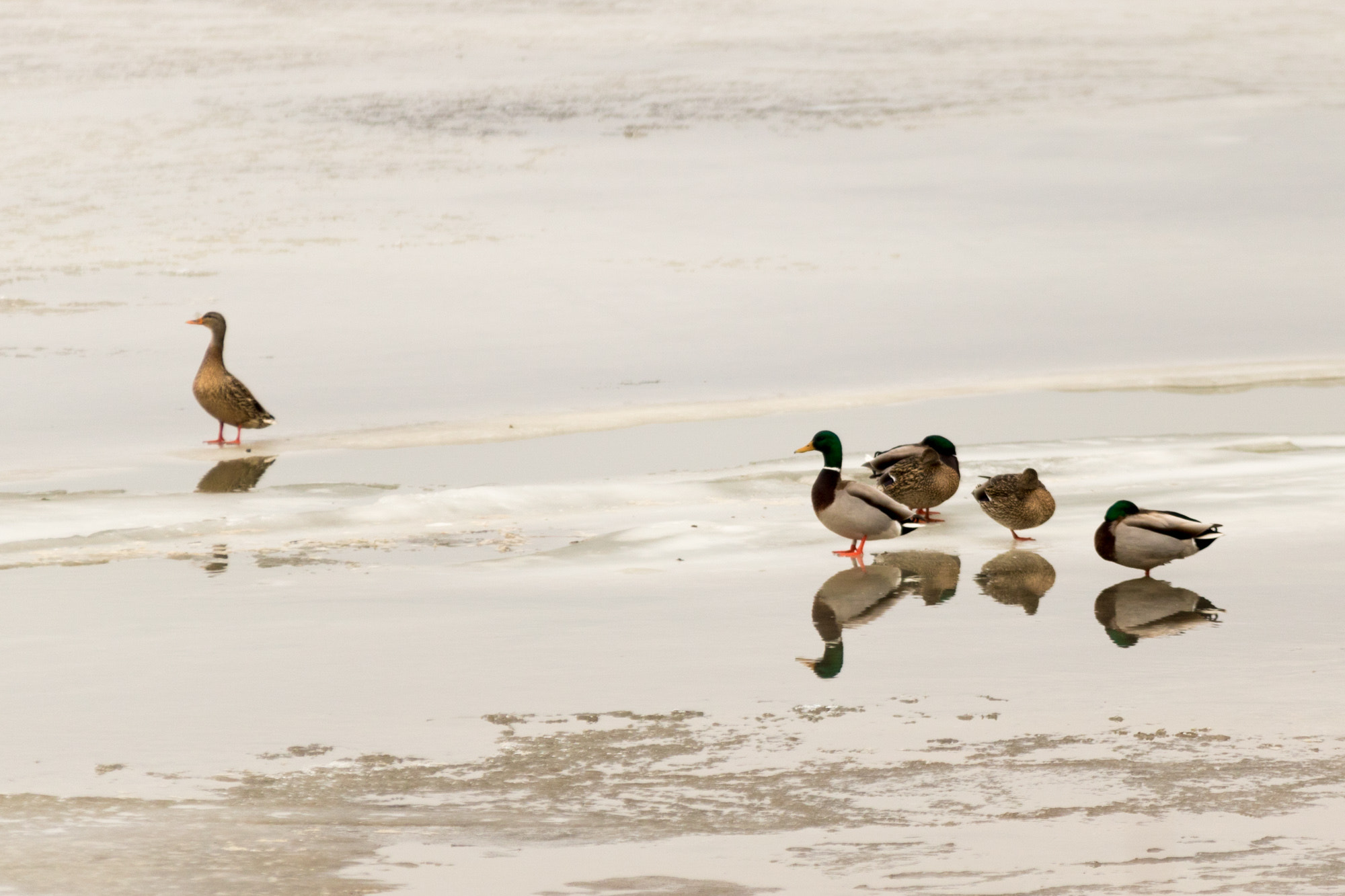 Canon EOS 750D (EOS Rebel T6i / EOS Kiss X8i) + Sigma 70-200mm F2.8 EX DG OS HSM sample photo. Ducks on ice photography