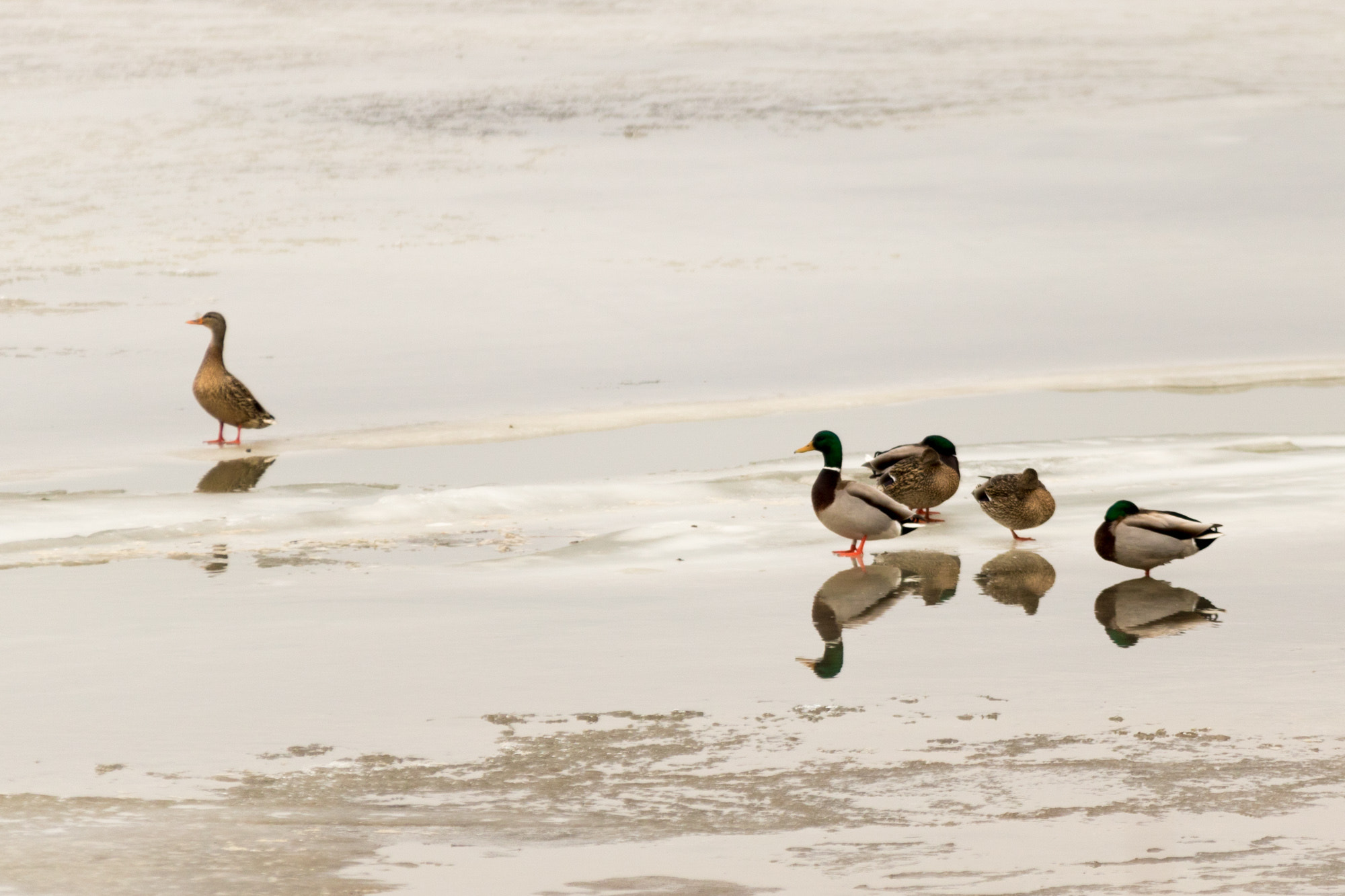 Sigma 70-200mm F2.8 EX DG OS HSM sample photo. Ducks on ice photography