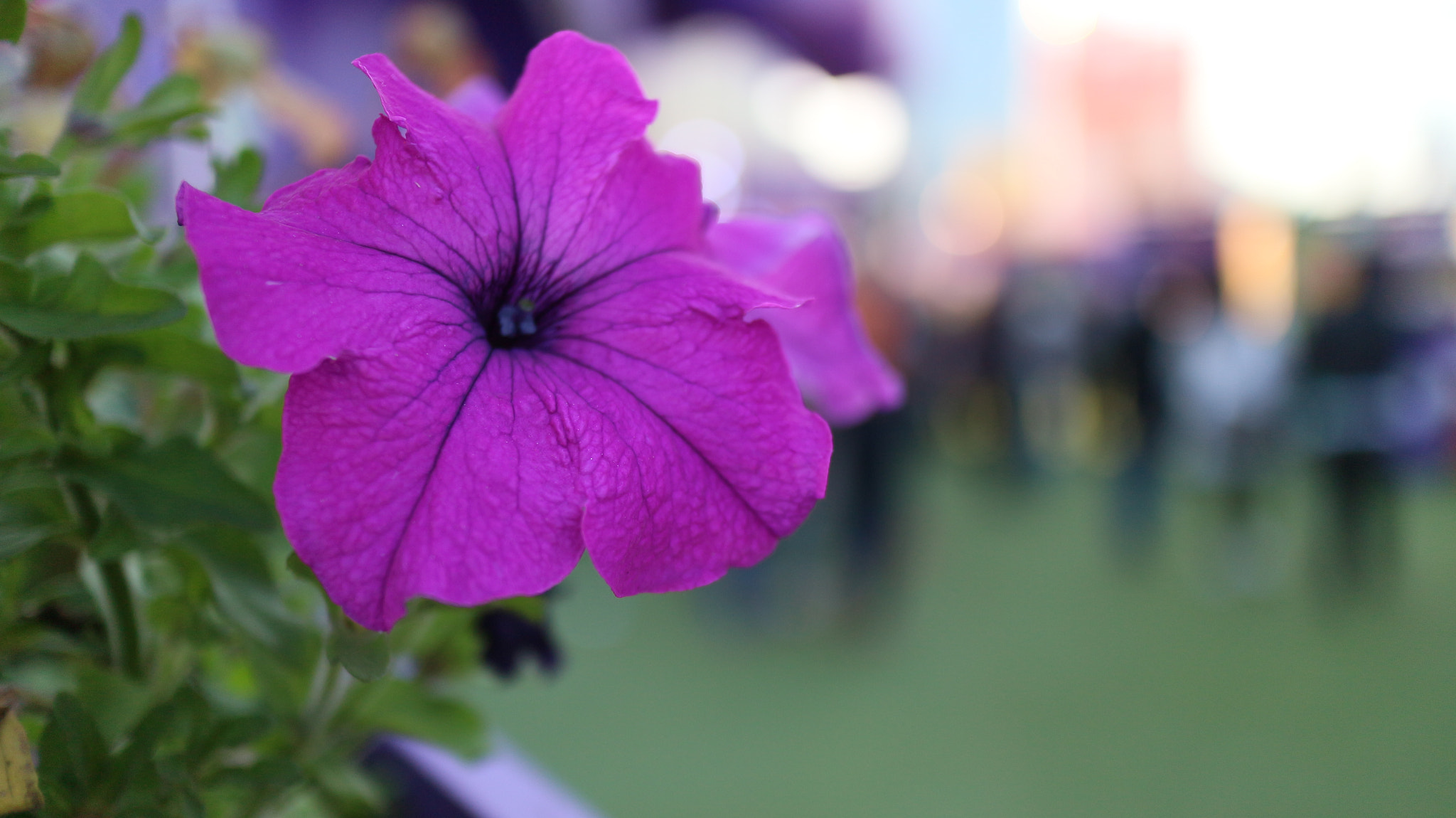Canon EOS M10 + Canon EF-M 22mm F2 STM sample photo. The purple flower photography
