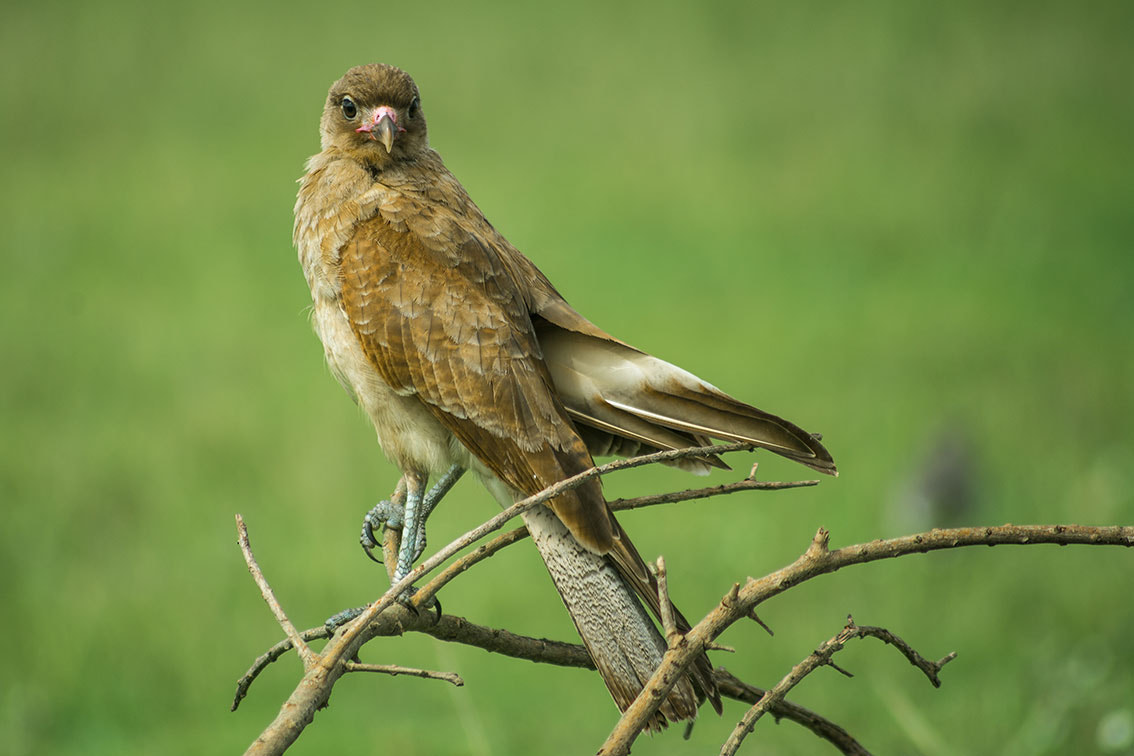 Nikon D7100 + AF Zoom-Nikkor 75-300mm f/4.5-5.6 sample photo. Pichón de chimango photography