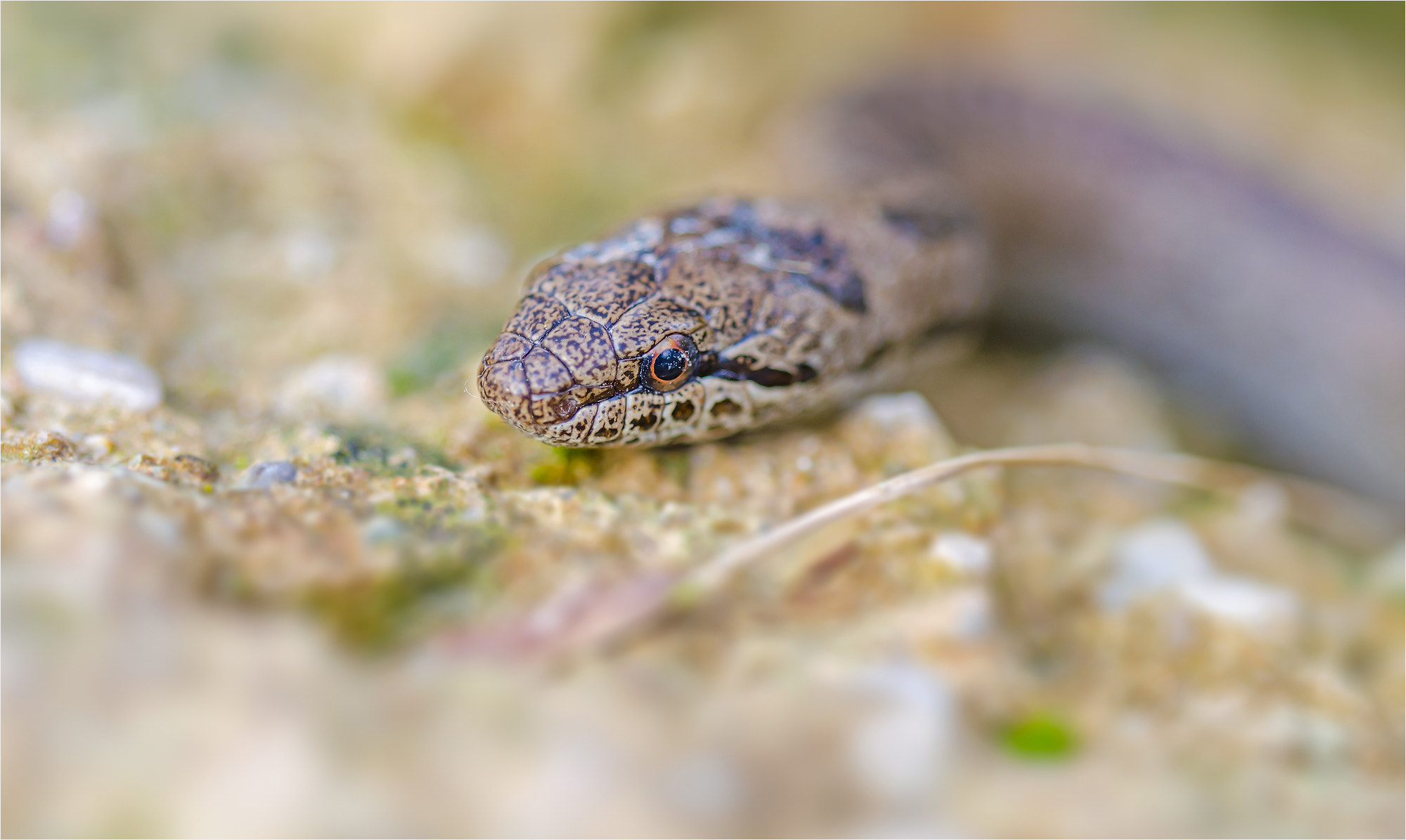 Sigma 150mm F2.8 EX DG OS Macro HSM sample photo. Snake photography