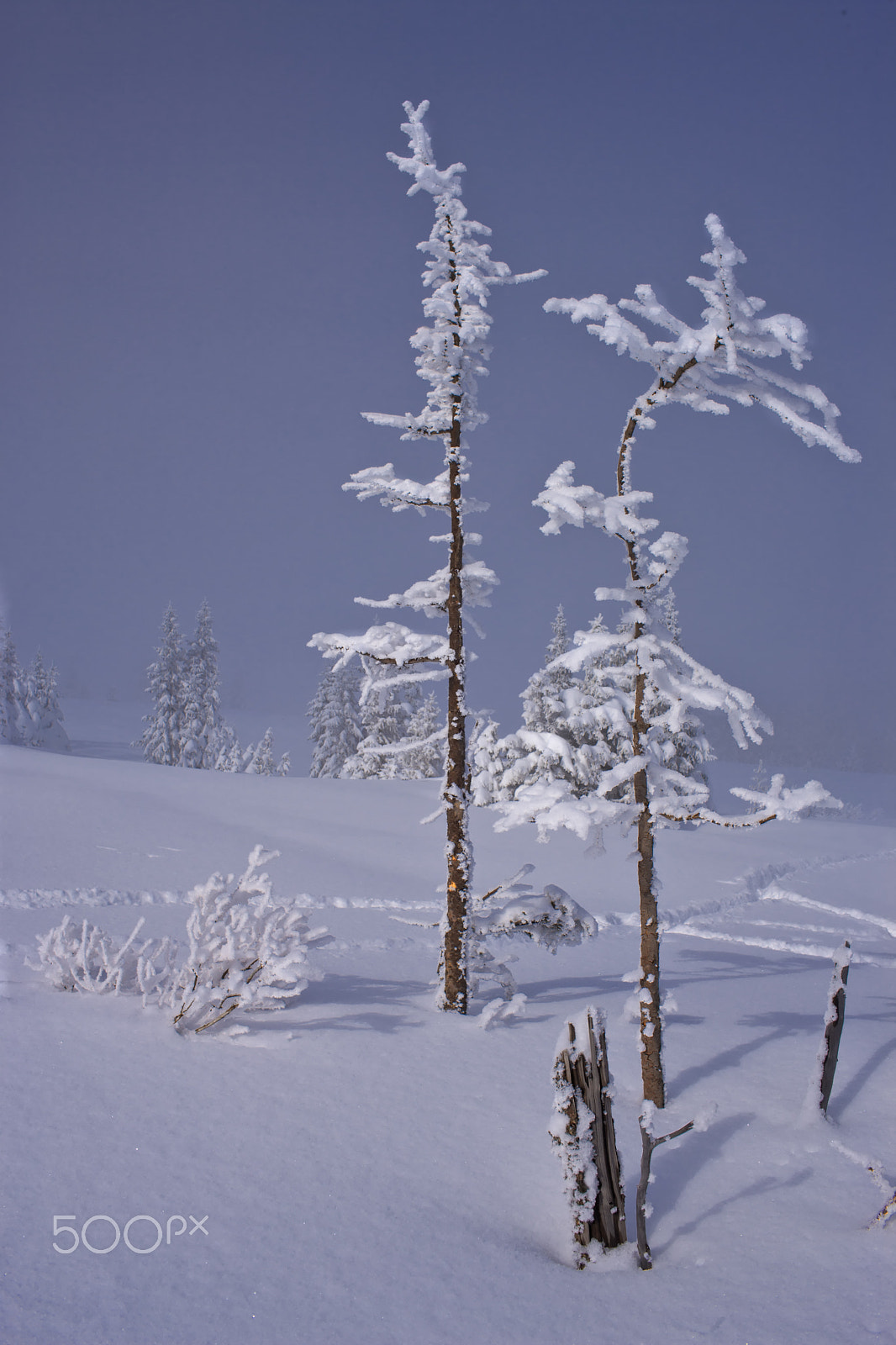 Canon EF 35mm F1.4L USM sample photo. Snow art photography
