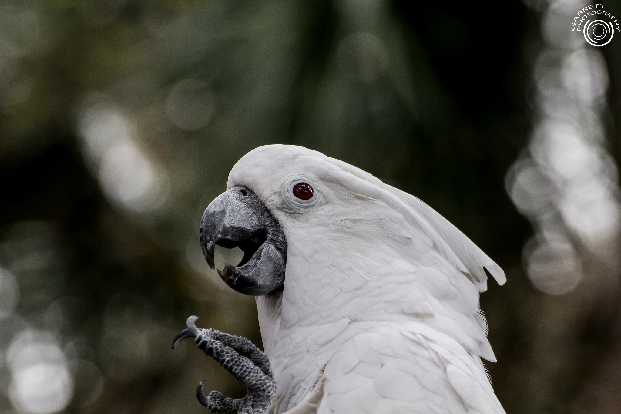 Tamron SP 35mm F1.8 Di VC USD sample photo. Umbrella cockatoo photography