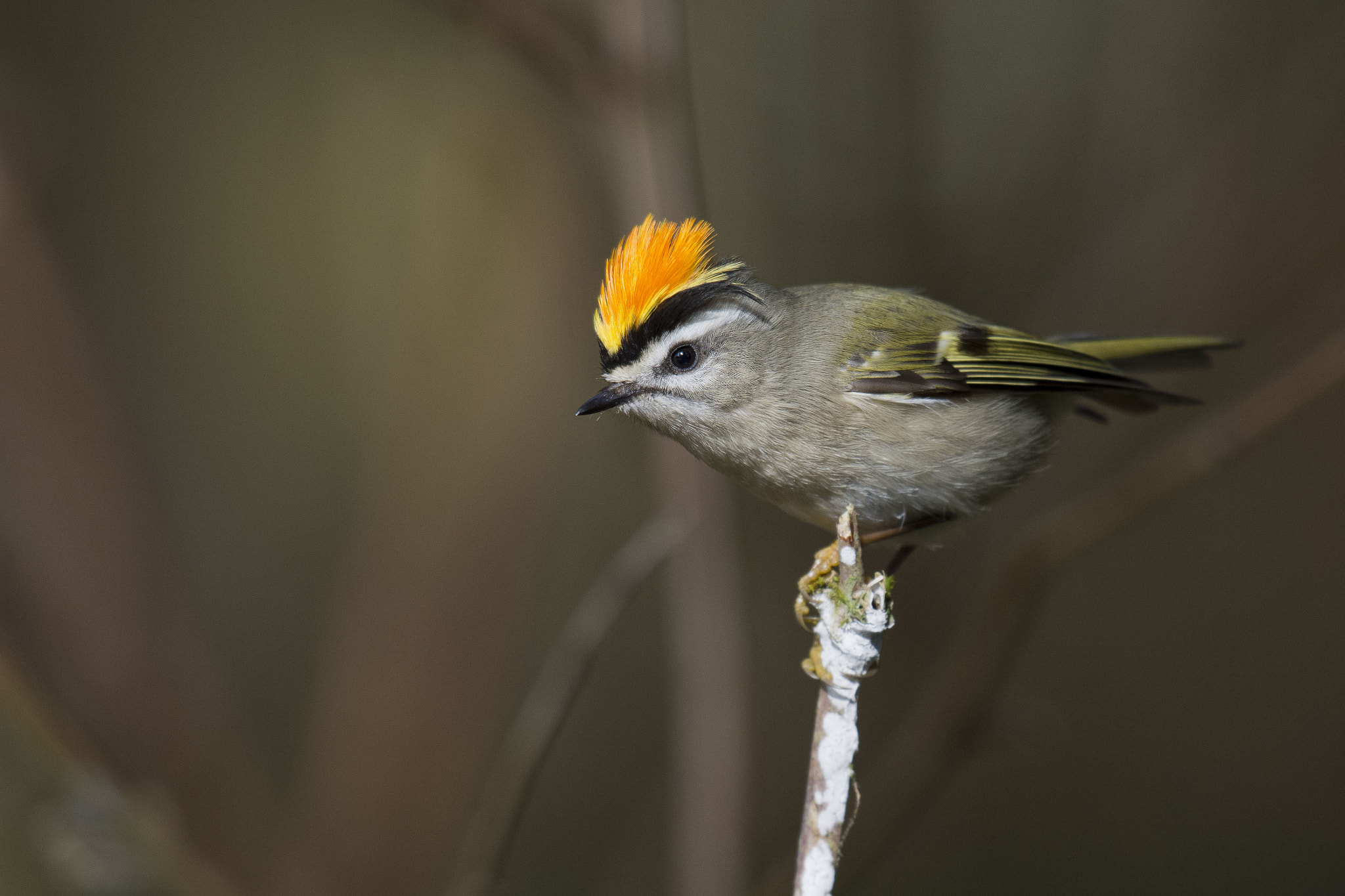 Nikon D7200 + Nikon AF-S Nikkor 500mm F4G ED VR sample photo. Golden-crowned kinglet photography