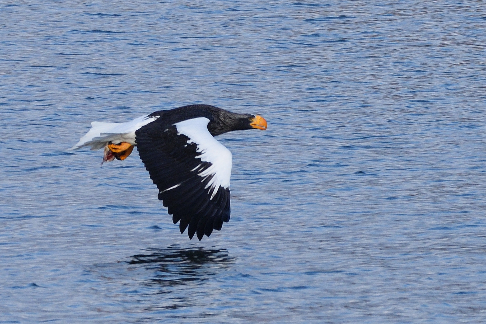 Nikon D7200 + Sigma 500mm F4.5 EX DG HSM sample photo. Steller's sea eagle photography